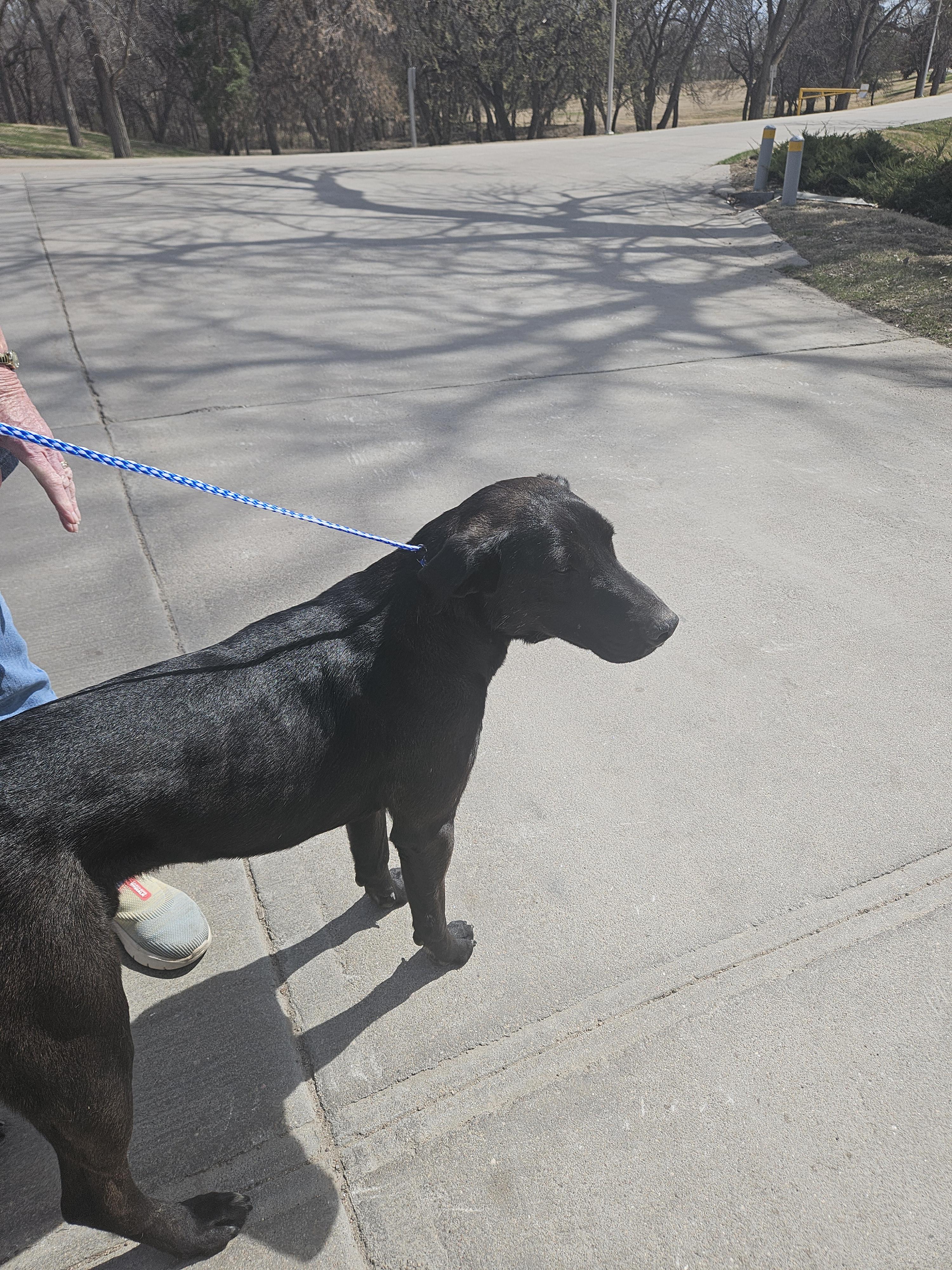 Koda, a Adoptable mixed breed in Norton, KS image 3/4