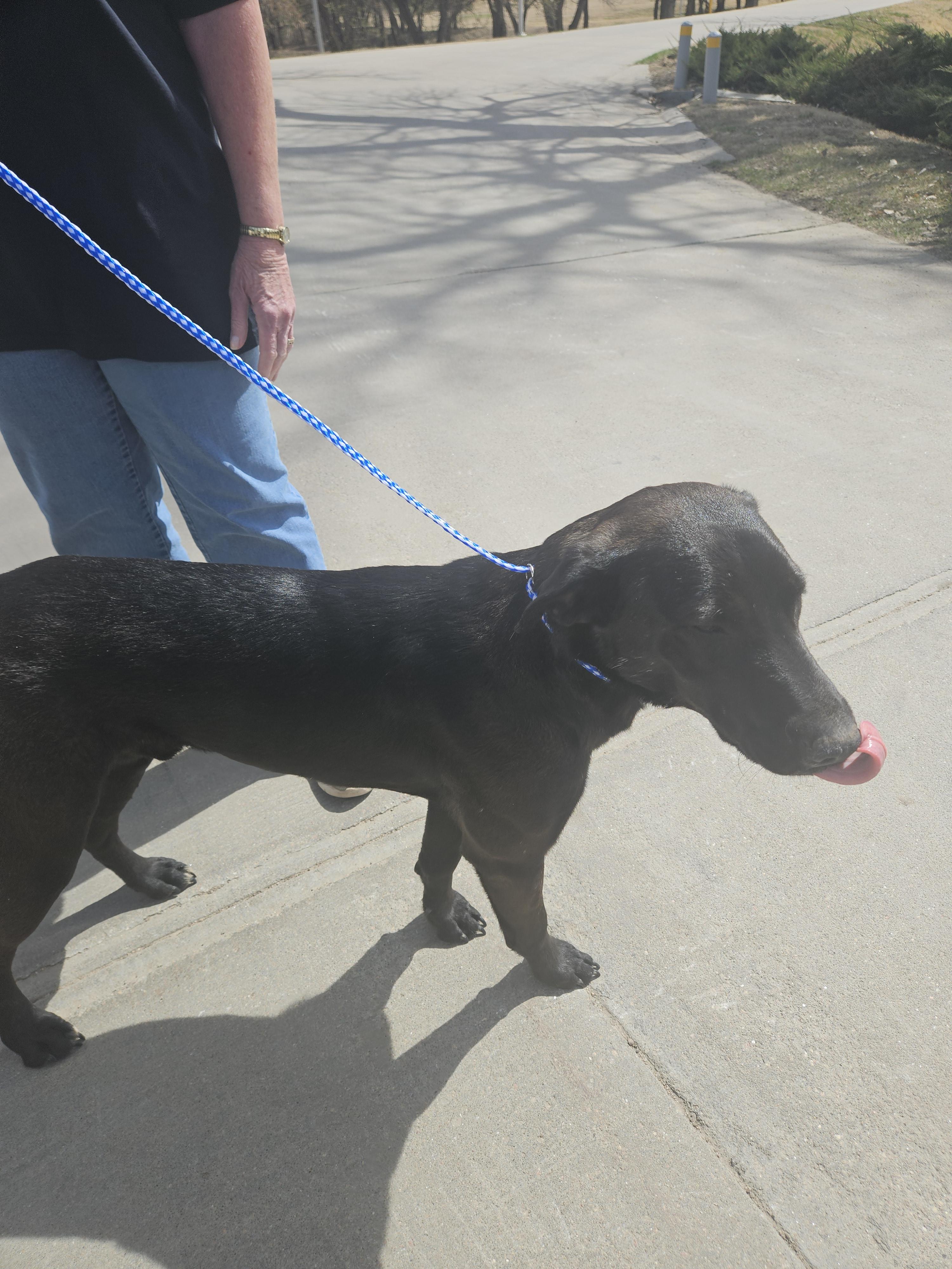 Koda, a Adoptable mixed breed in Norton, KS image 4/4