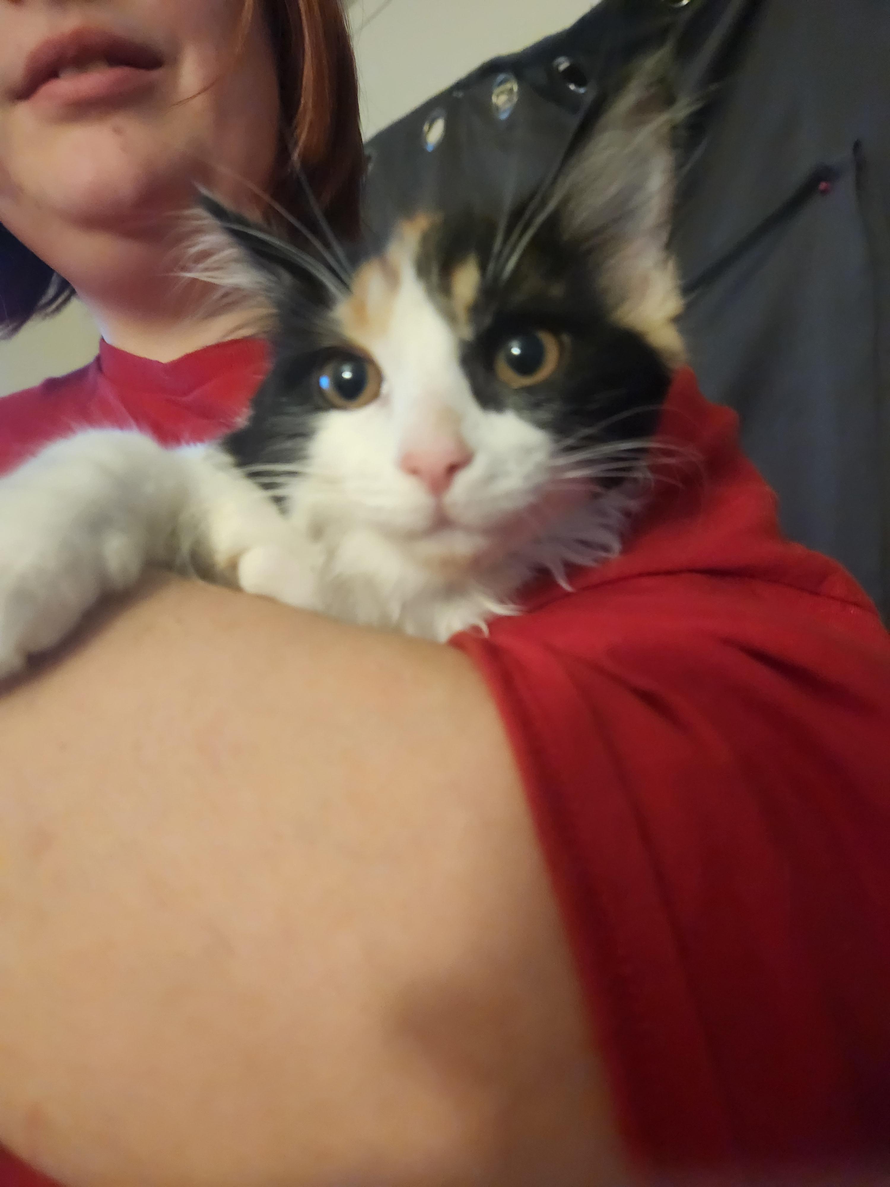 Enlarge Mavis, a Adoptable Domestic Medium Hair in Mount Pleasant, TX image 2/5