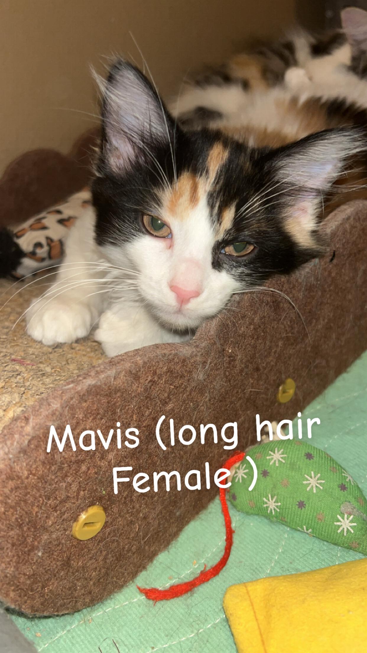 Enlarge Mavis, a Adoptable Domestic Medium Hair in Mount Pleasant, TX image 1/5