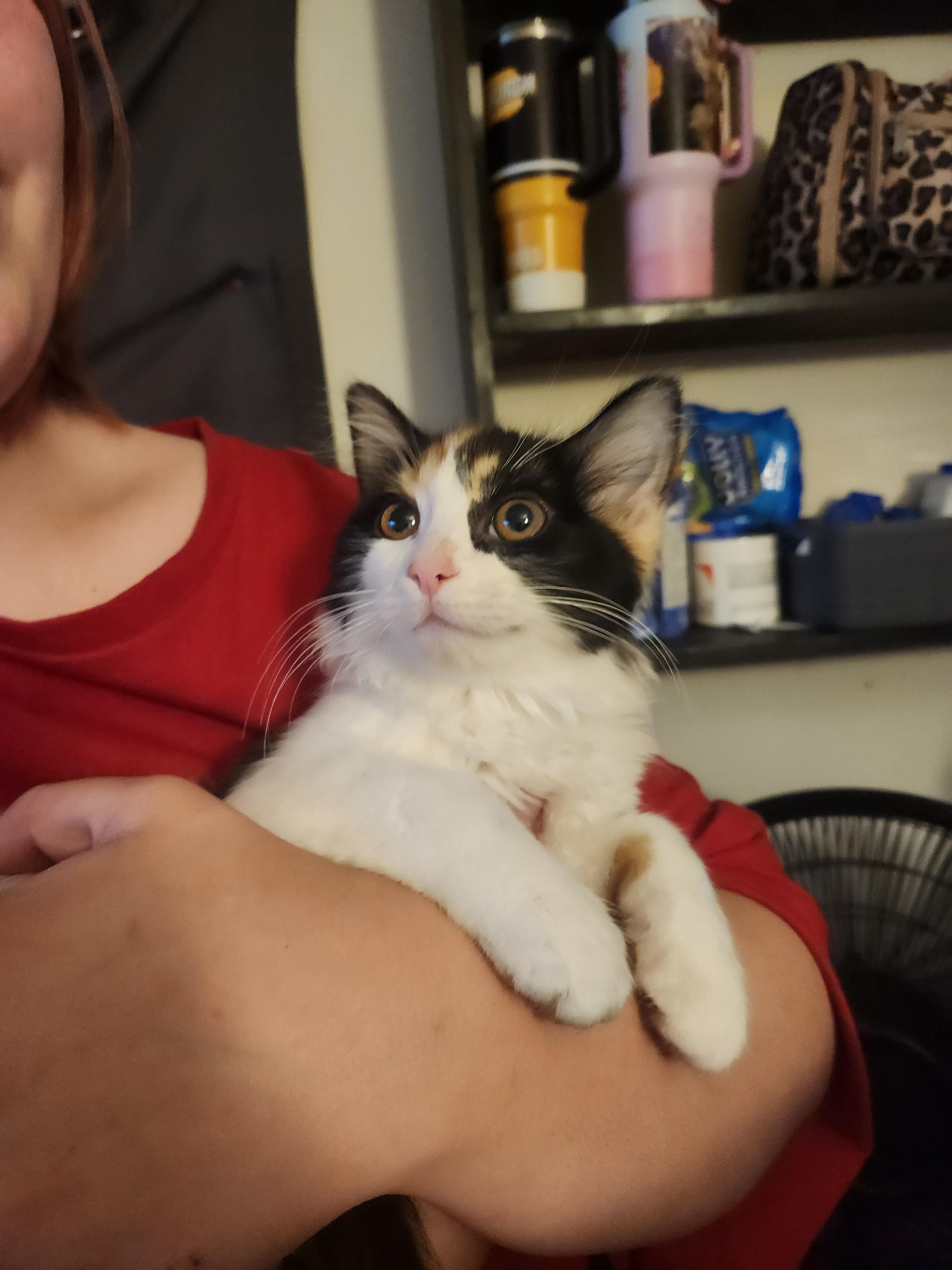 Enlarge Mavis, a Adoptable Domestic Medium Hair in Mount Pleasant, TX image 3/5