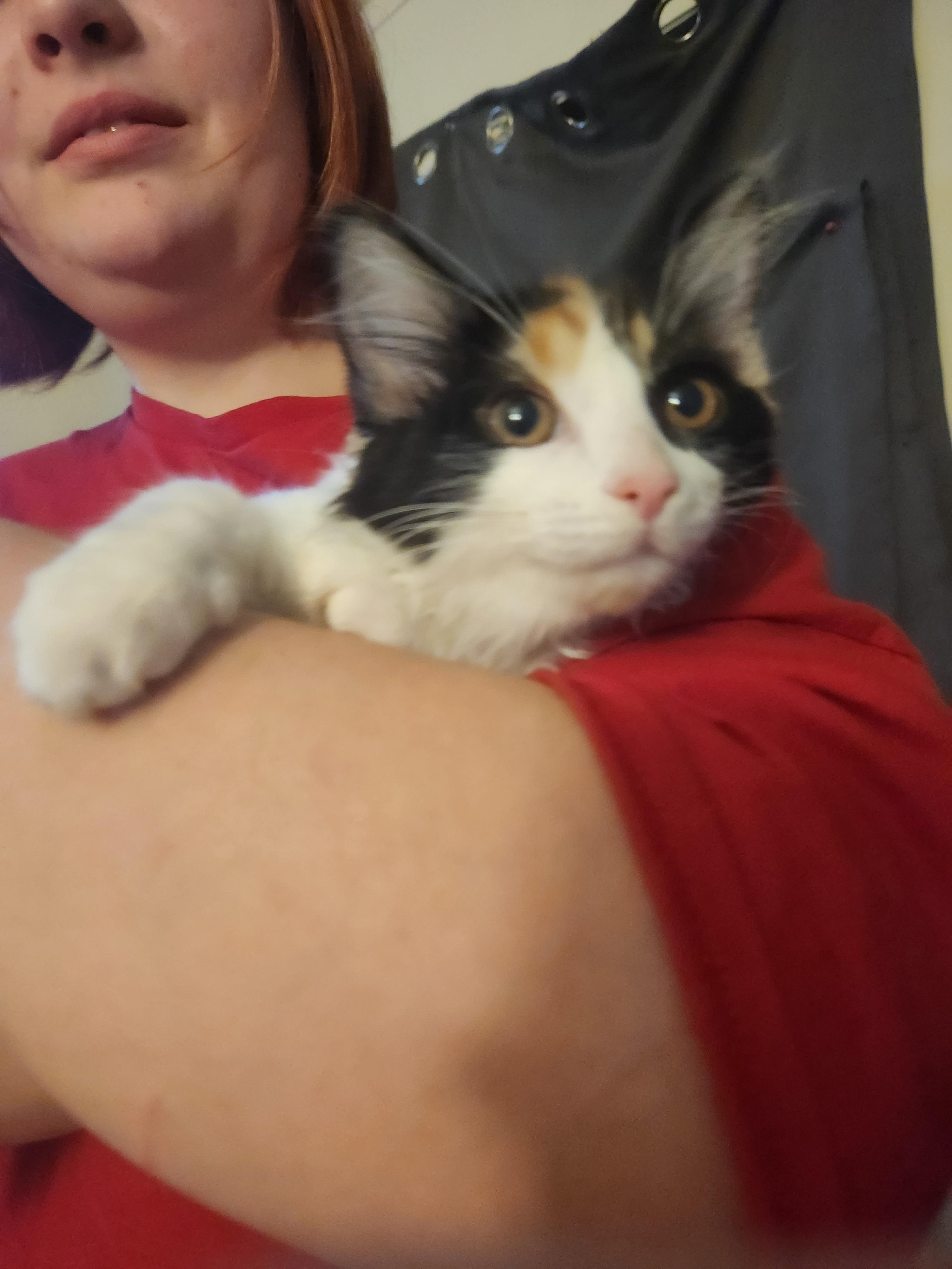 Enlarge Mavis, a Adoptable Domestic Medium Hair in Mount Pleasant, TX image 5/5