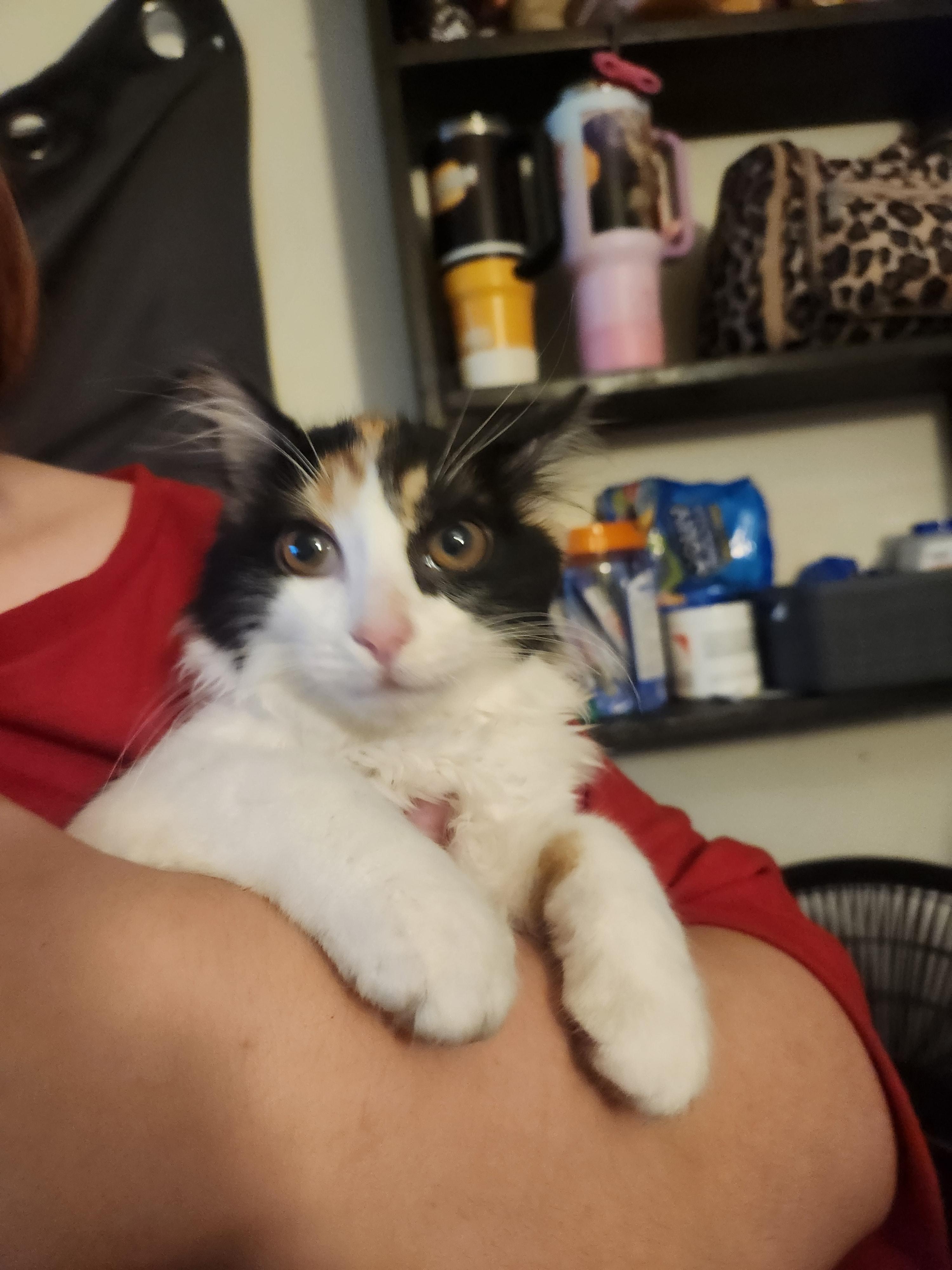 Enlarge Mavis, a Adoptable Domestic Medium Hair in Mount Pleasant, TX image 4/5