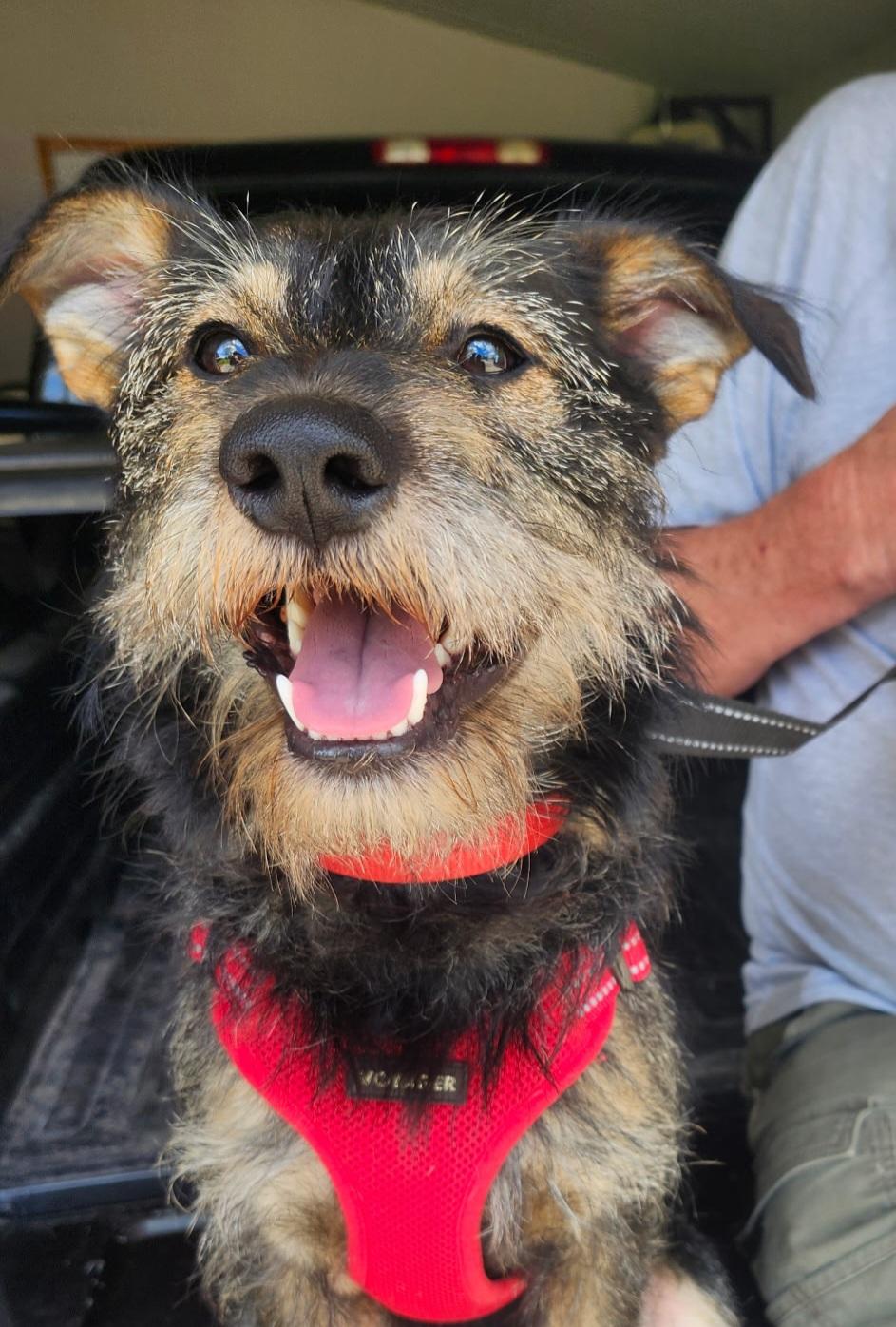Simon, a ADOPTABLE mixed breed in Cedar Rapids, IA image 5/6