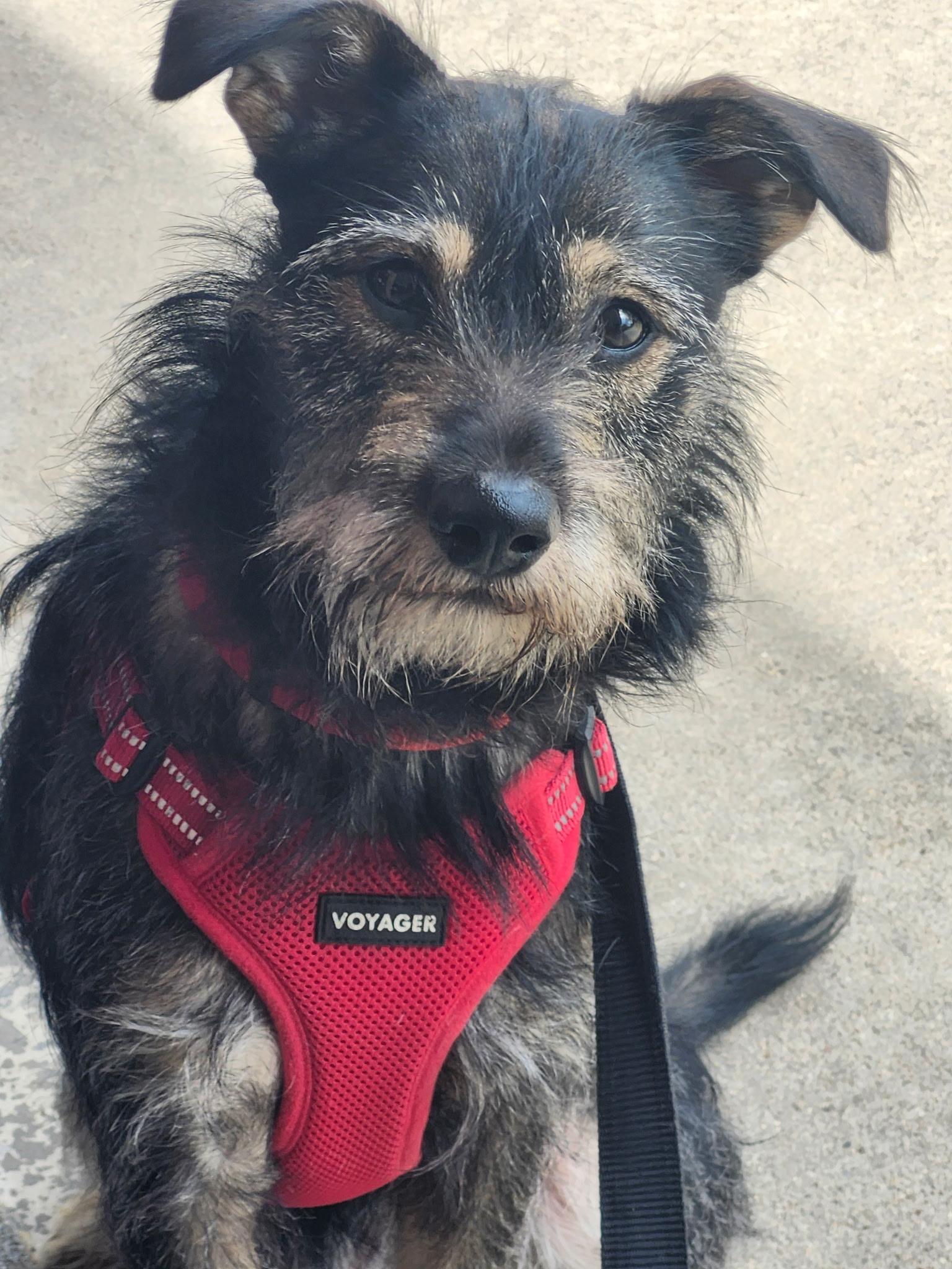 Simon, a ADOPTABLE mixed breed in Cedar Rapids, IA image 3/6