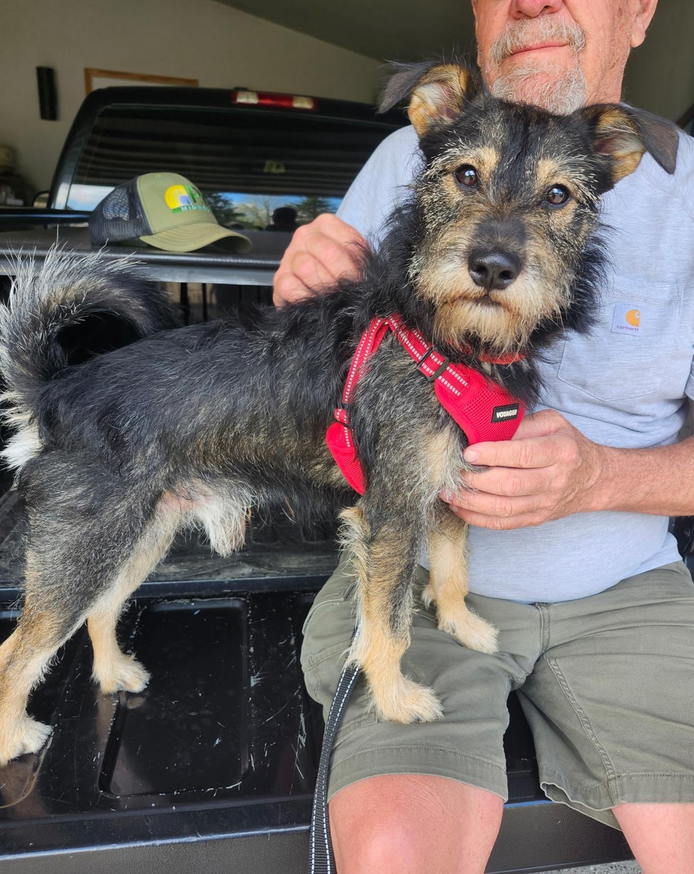 Simon, a ADOPTABLE mixed breed in Cedar Rapids, IA image 2/6