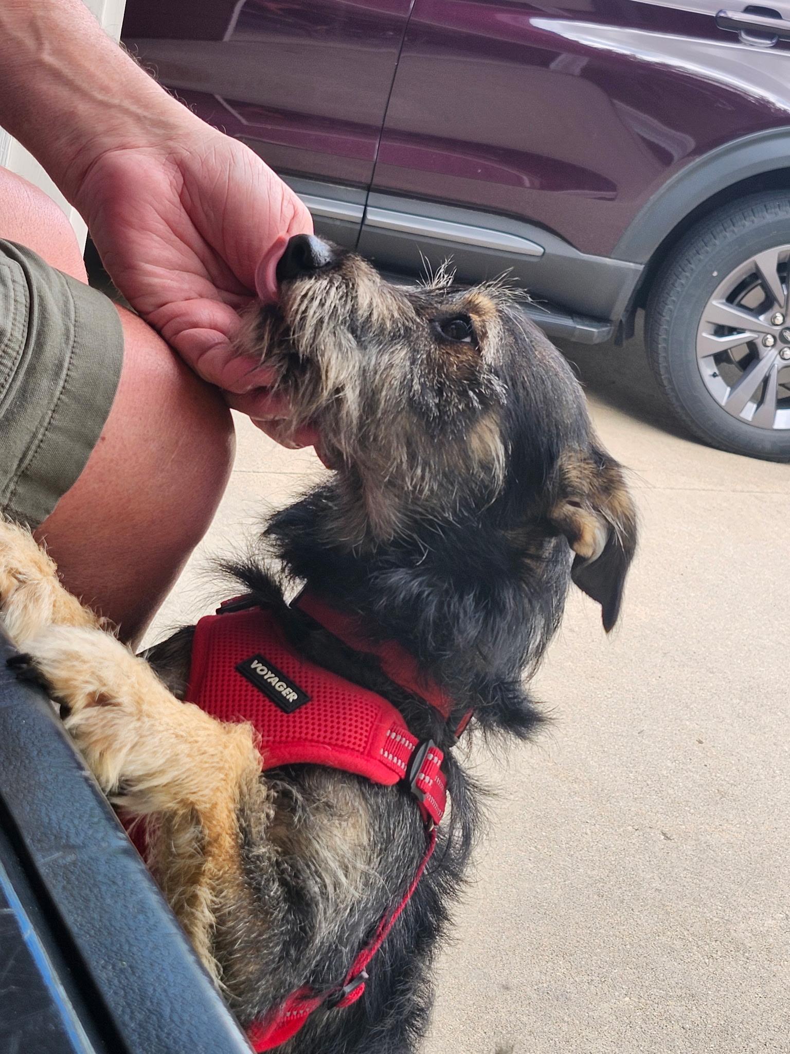 Simon, a ADOPTABLE mixed breed in Cedar Rapids, IA image 4/6