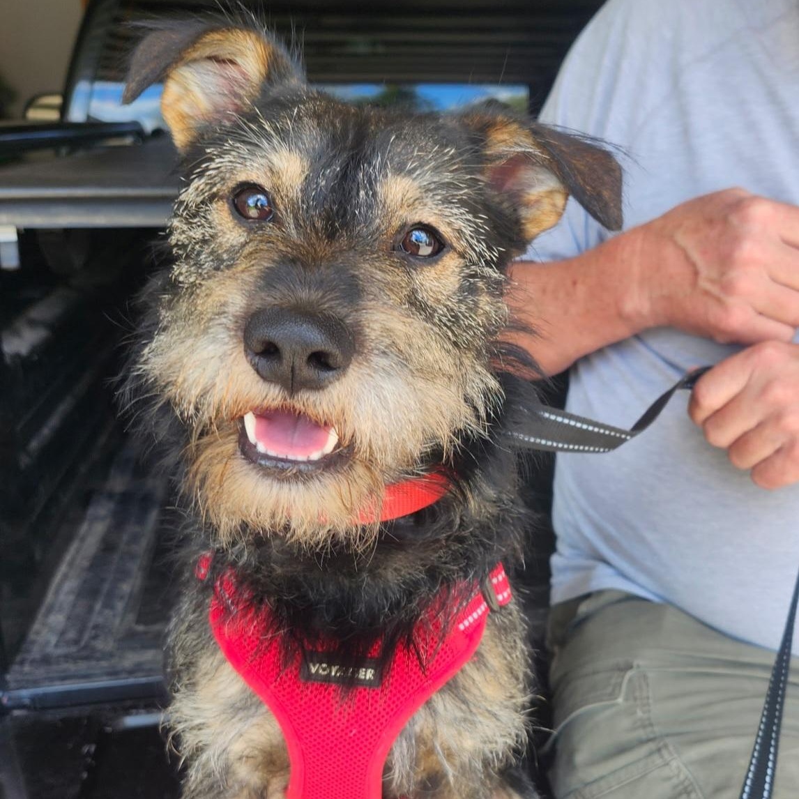 Simon, ADOPTABLE, Young Male Schnauzer.