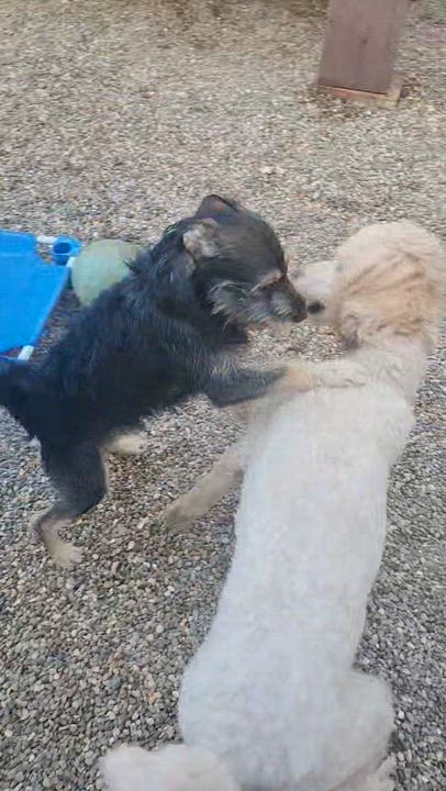 Enlarge Simon, a ADOPTABLE mixed breed in Cedar Rapids, IA video 6/6