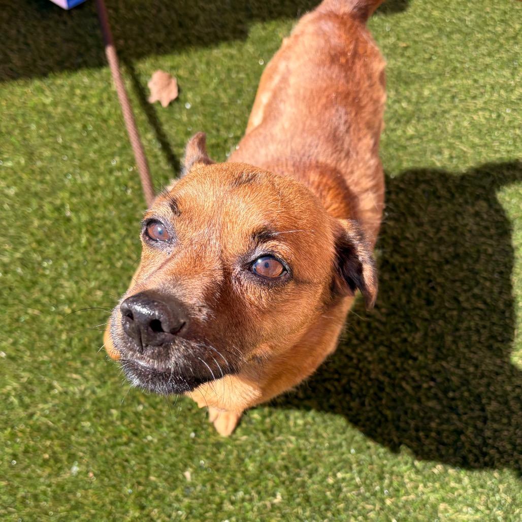 Sheddy, Adoptable, Adult Male Mixed Breed.