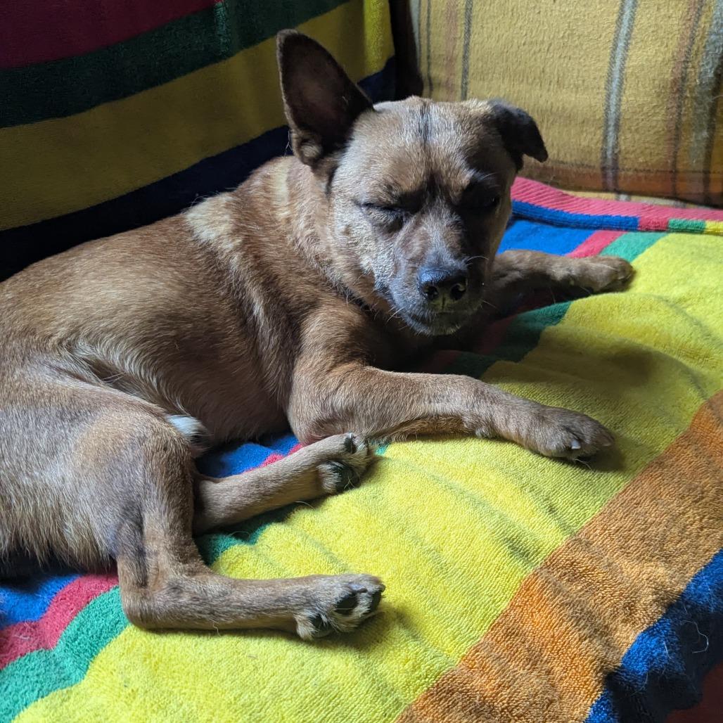 Sheldon, Adoptable, Adult Male Mixed Breed.