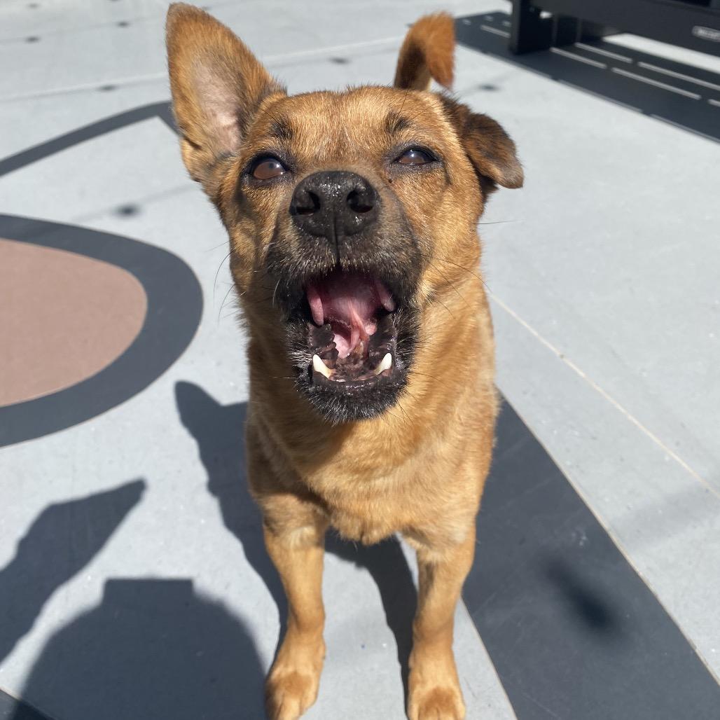 Enlarge Sheddy, a Adoptable Mixed Breed in Philadelphia, PA image 2/6