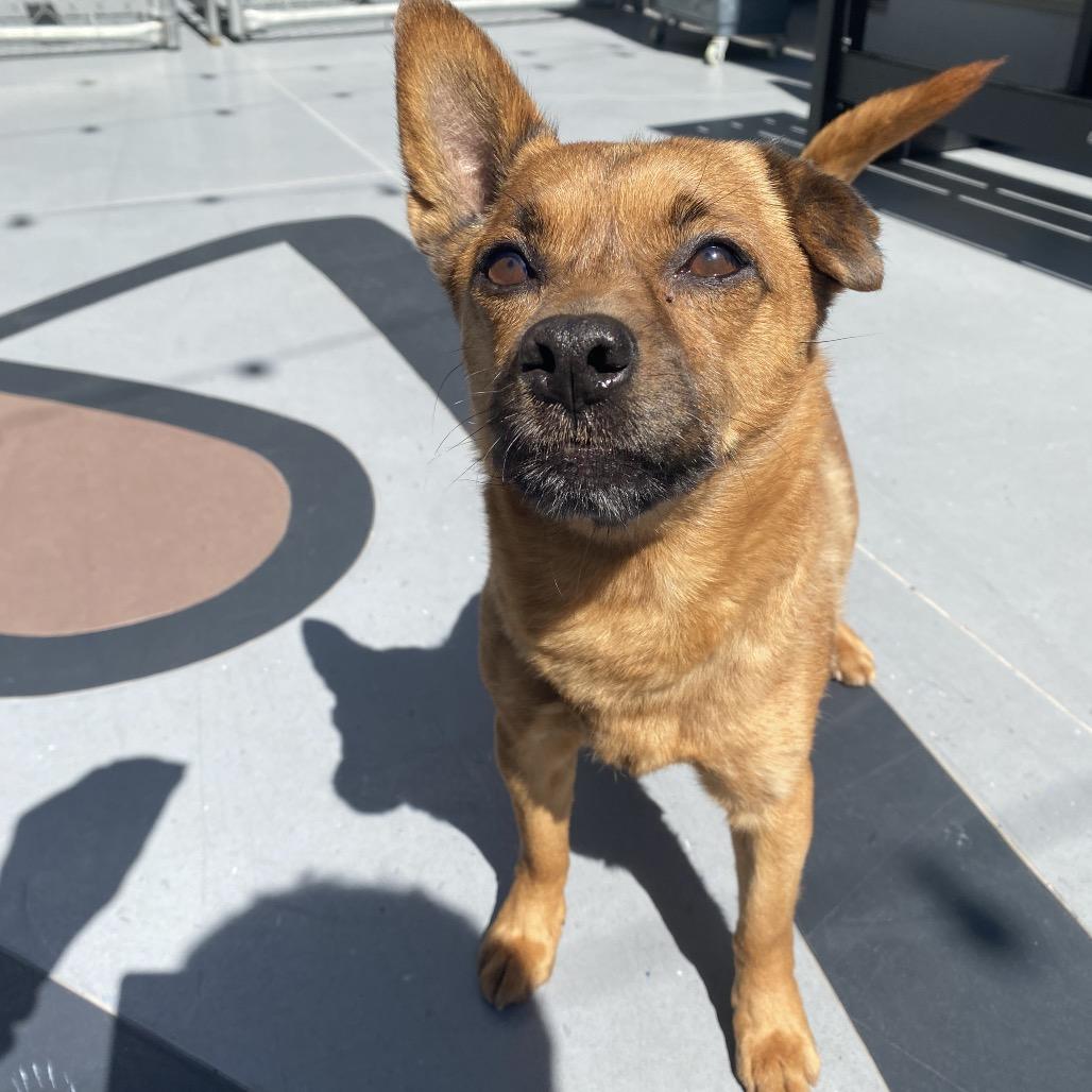 Enlarge Sheddy, a Adoptable Mixed Breed in Philadelphia, PA image 3/6