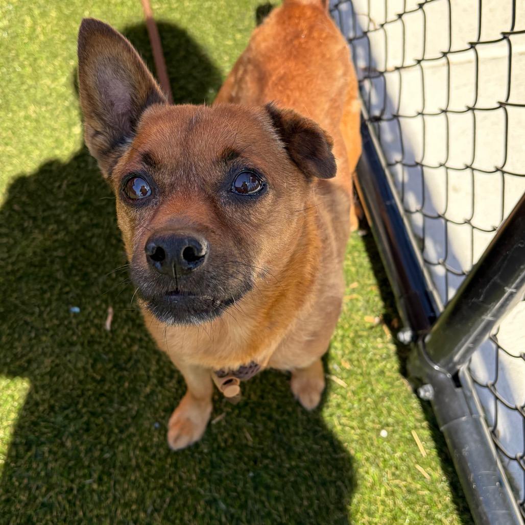 Enlarge Sheddy, a Adoptable Mixed Breed in Philadelphia, PA image 4/6