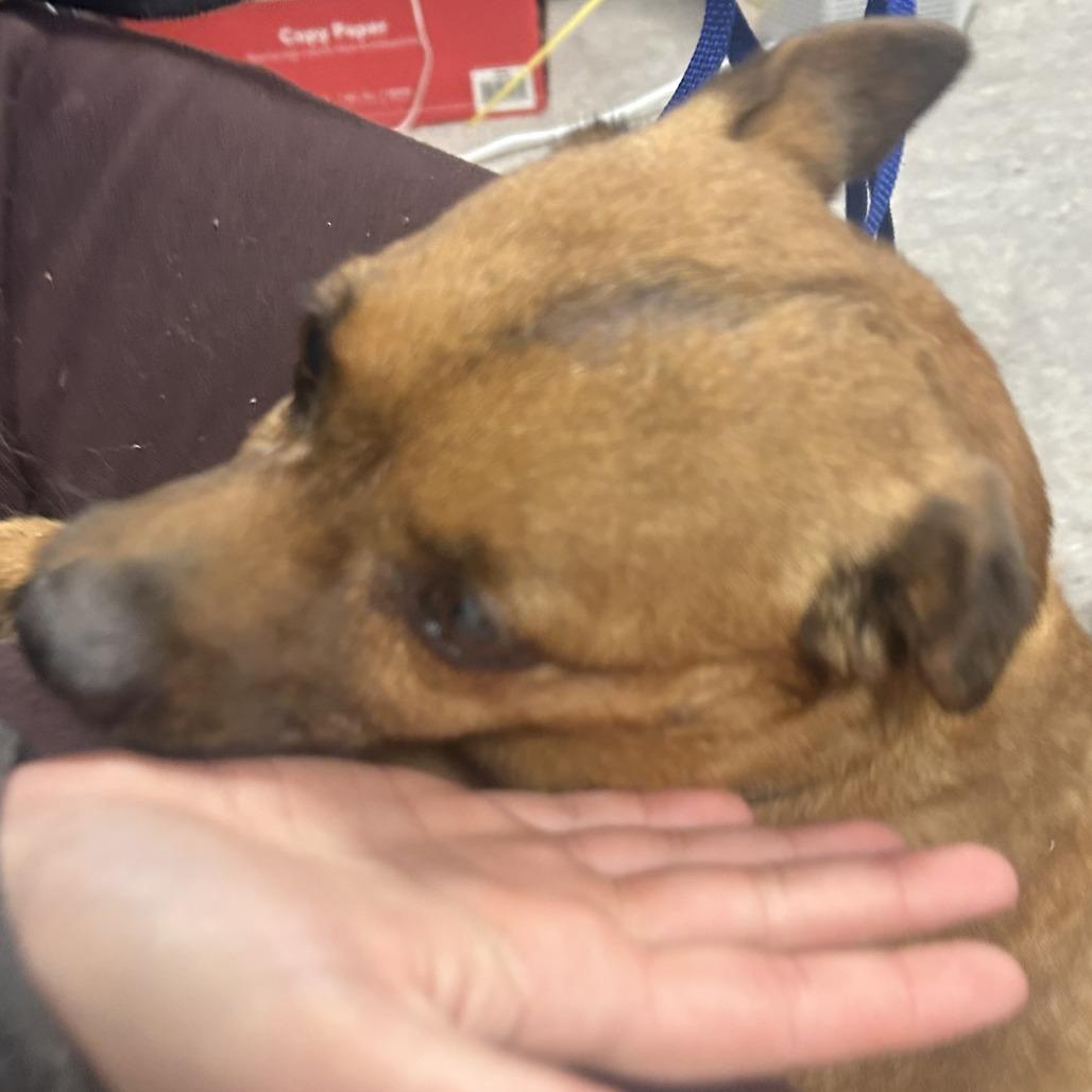 Enlarge Sheddy, a Adoptable Mixed Breed in Philadelphia, PA image 5/6