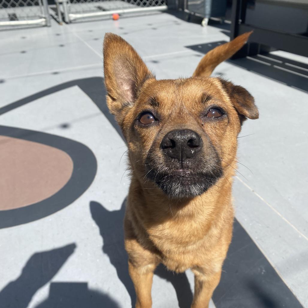 Enlarge Sheddy, a Adoptable Mixed Breed in Philadelphia, PA image 6/6