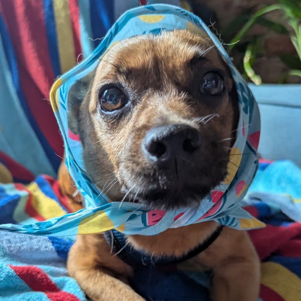 Enlarge Sheldon, a Adoptable Mixed Breed in Philadelphia, PA image 4/6