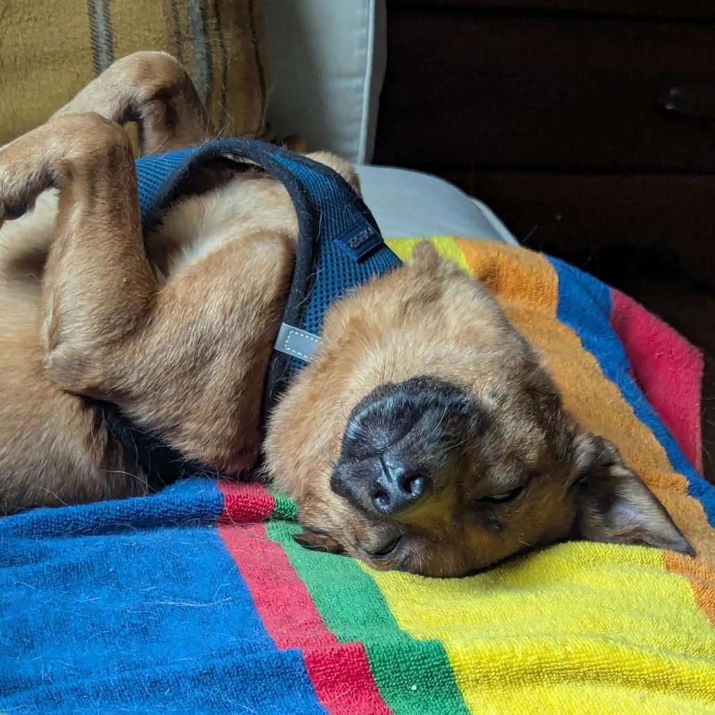 Enlarge Sheldon, a Adoptable Mixed Breed in Philadelphia, PA image 5/6