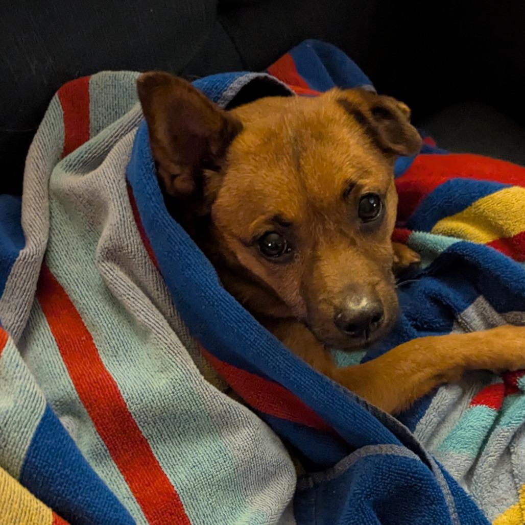 Enlarge Sheldon, a Adoptable Mixed Breed in Philadelphia, PA image 6/6