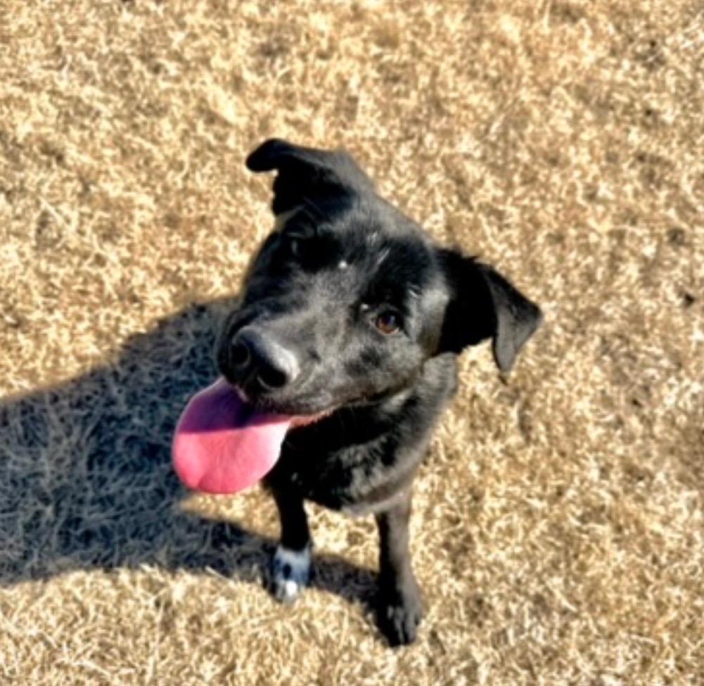 Nova, Adoptable, Young Female Border Collie & Mixed Breed.