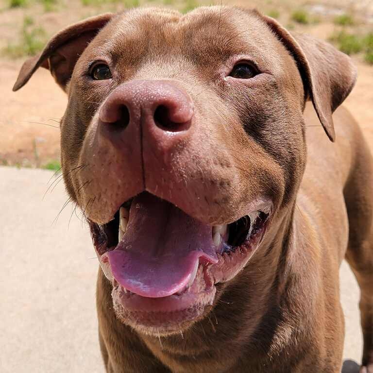 Red, Adoptable, Adult Male American Bulldog.