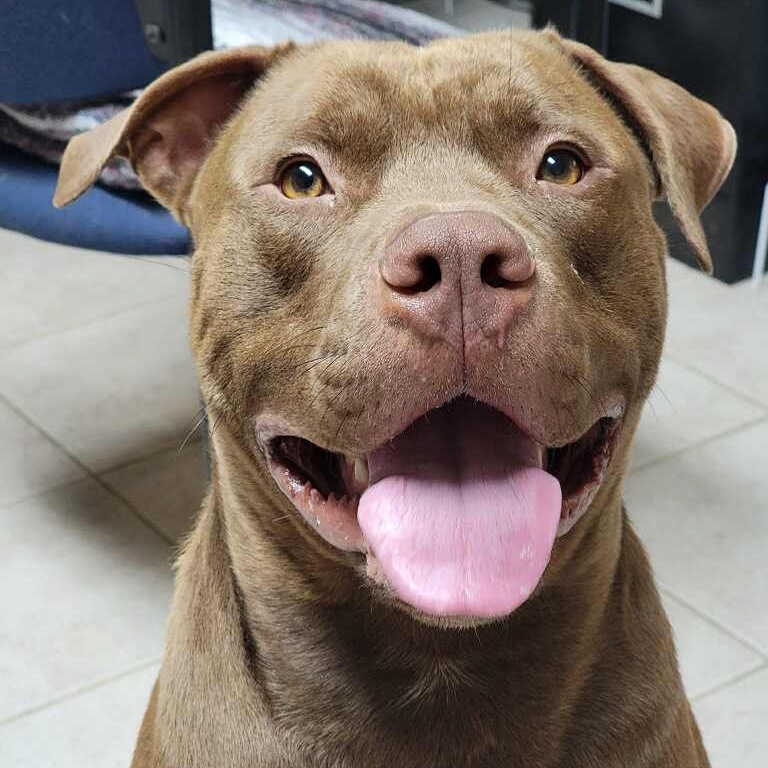 Red, a Adoptable American Bulldog in Dallas, TX image 3/3