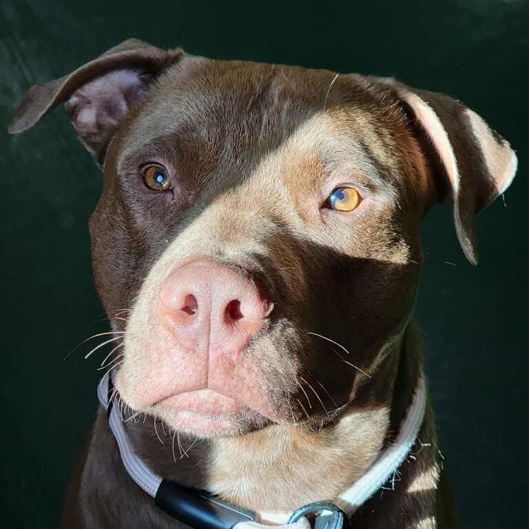 Red, a Adoptable American Bulldog in Dallas, TX image 2/3