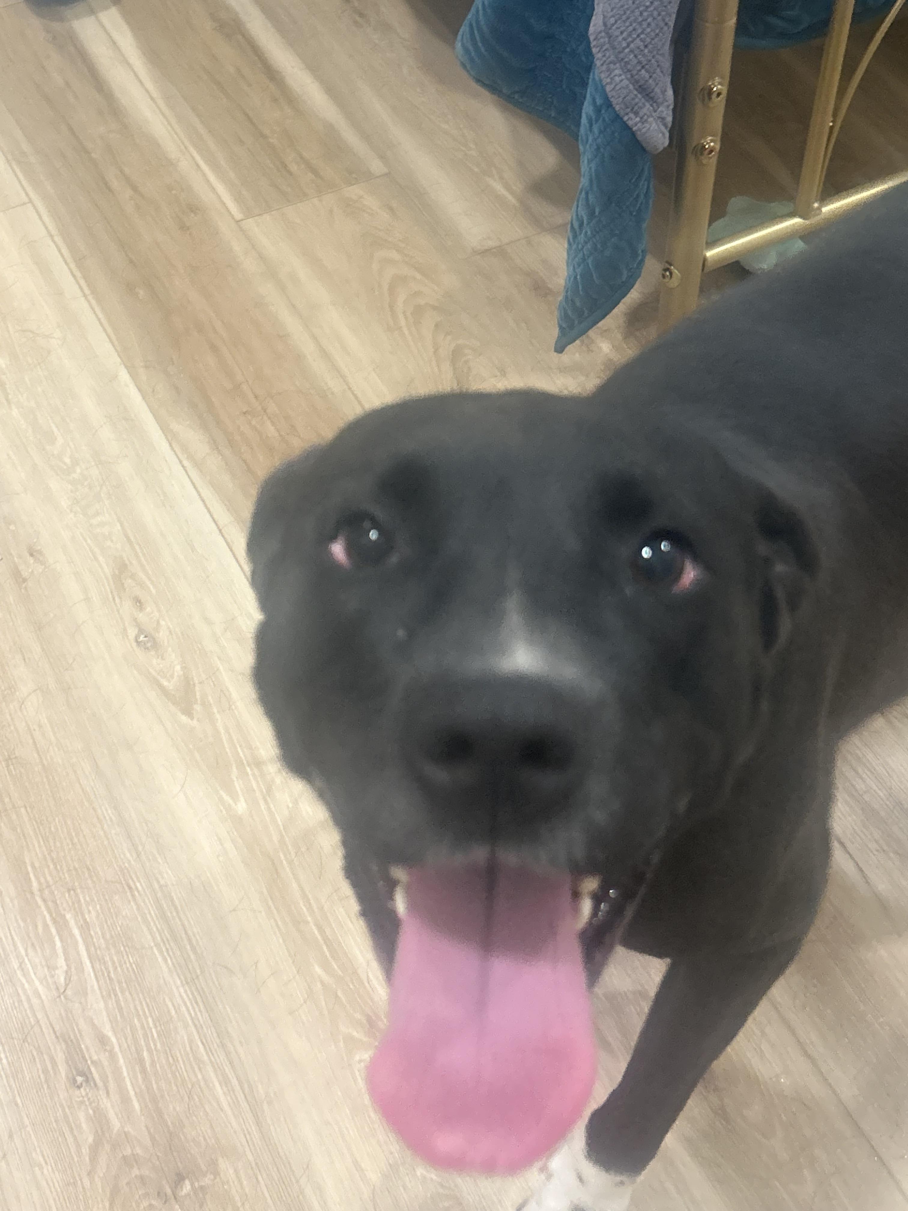 VelmaMae, Adoptable, Young Female Pit Bull Terrier & Australian Cattle Dog / Blue Heeler.