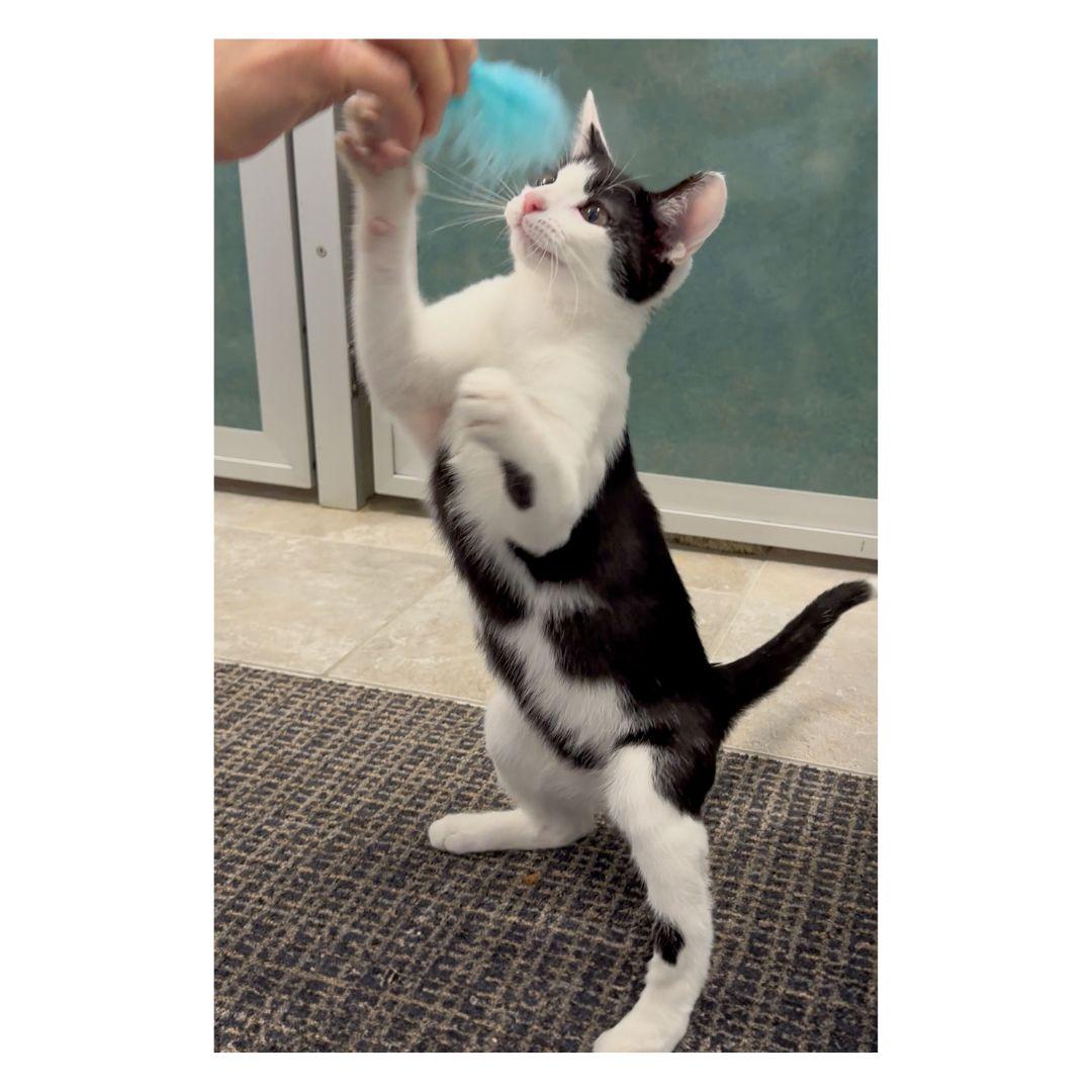 Pleakley & Jumba, Adoptable, Young Male Domestic Short Hair.