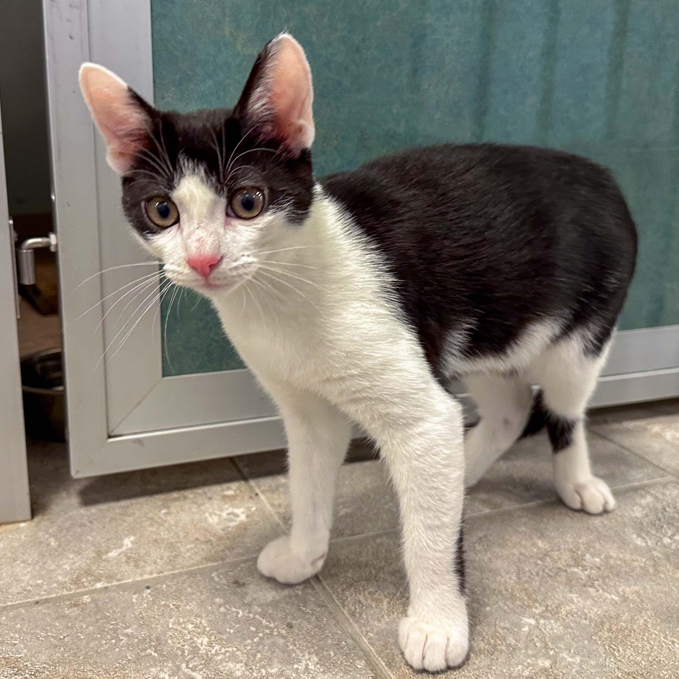 Enlarge Pleakley & Jumba, a Adoptable Domestic Short Hair in Stamford, CT image 2/5