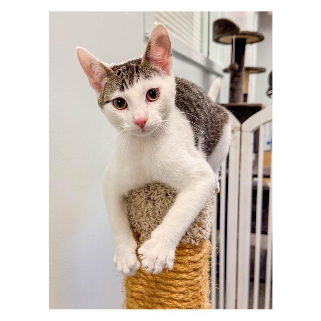 Enlarge Pleakley & Jumba, a Adoptable Domestic Short Hair in Stamford, CT image 3/5