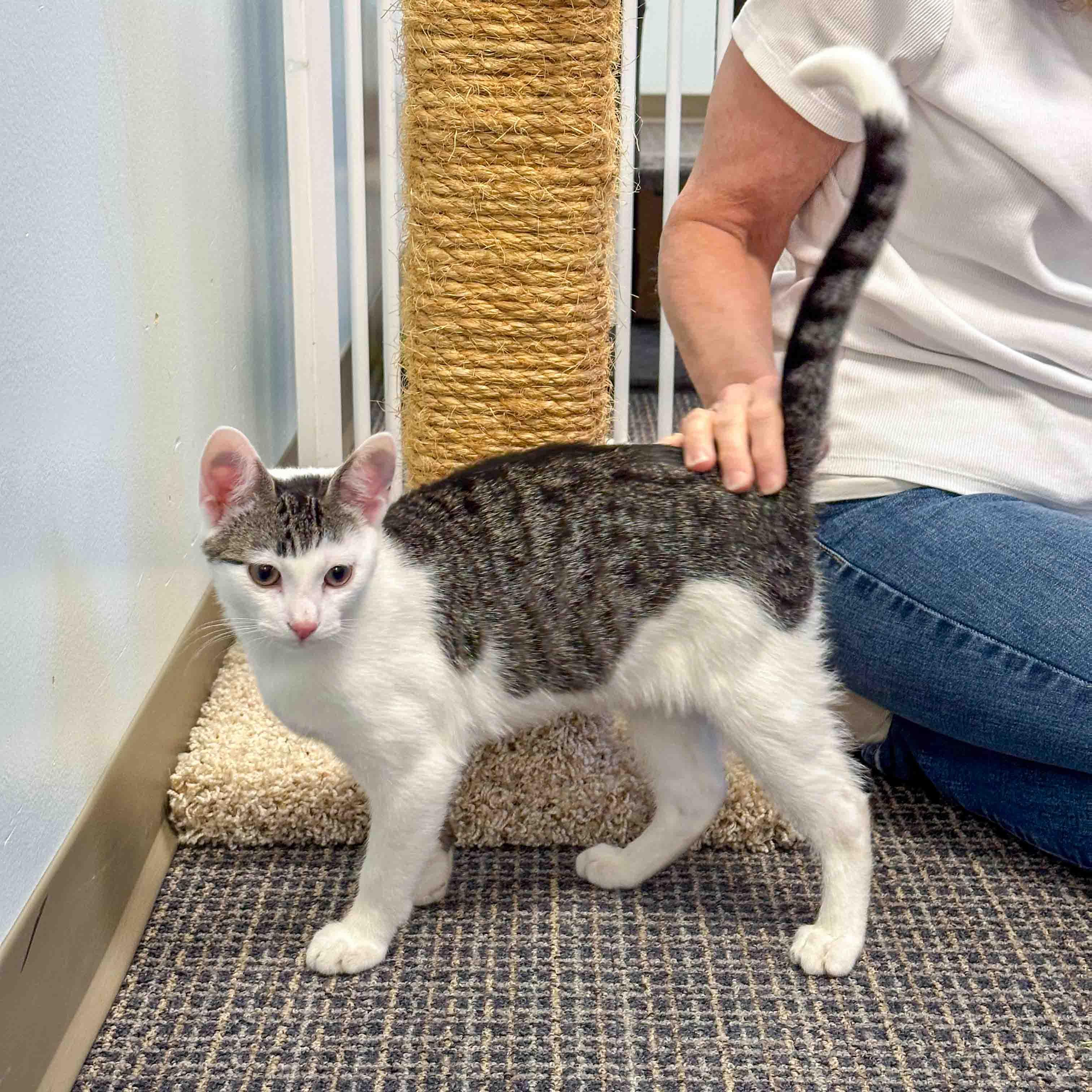 Enlarge Pleakley & Jumba, a Adoptable Domestic Short Hair in Stamford, CT image 4/5