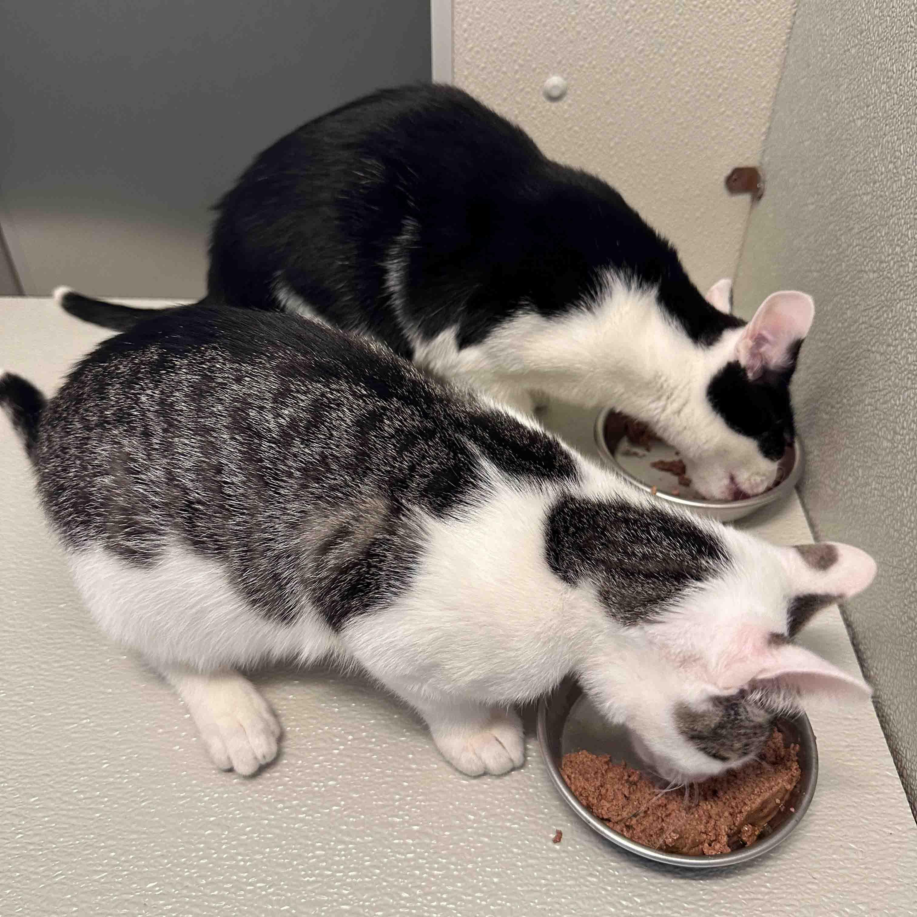 Enlarge Pleakley & Jumba, a Adoptable Domestic Short Hair in Stamford, CT image 5/5