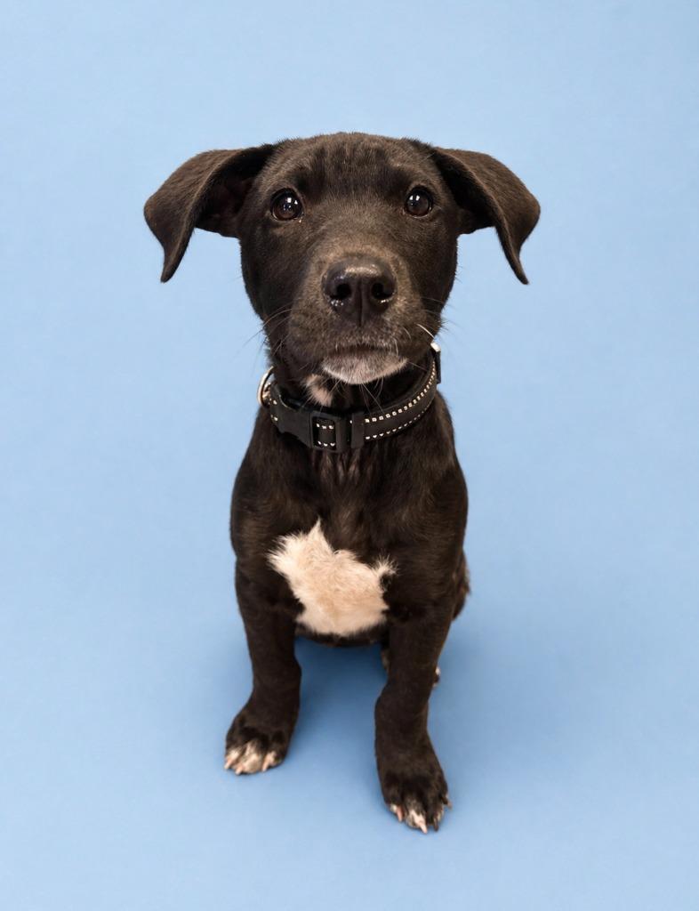 Enlarge Bran Stark, a Adoptable mixed breed in Rock Springs, WY image 1/2