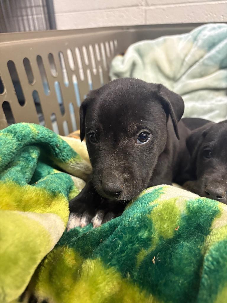 Enlarge Bran Stark, a Adoptable mixed breed in Rock Springs, WY image 2/2