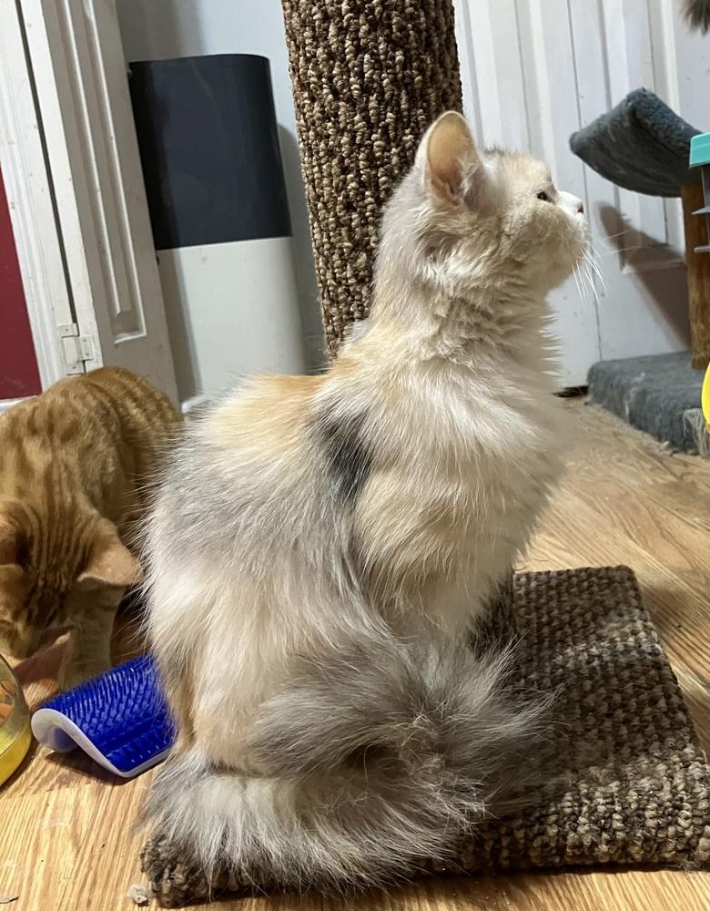 Bella, Adoptable, Young Female Persian & Egyptian Mau.