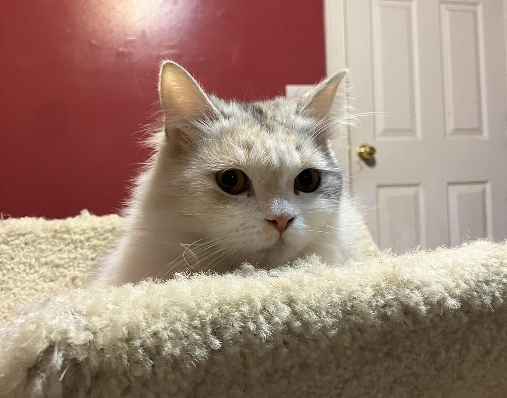 Enlarge Bella, a Adoptable mixed breed in WOLCOTT, CT image 2/6