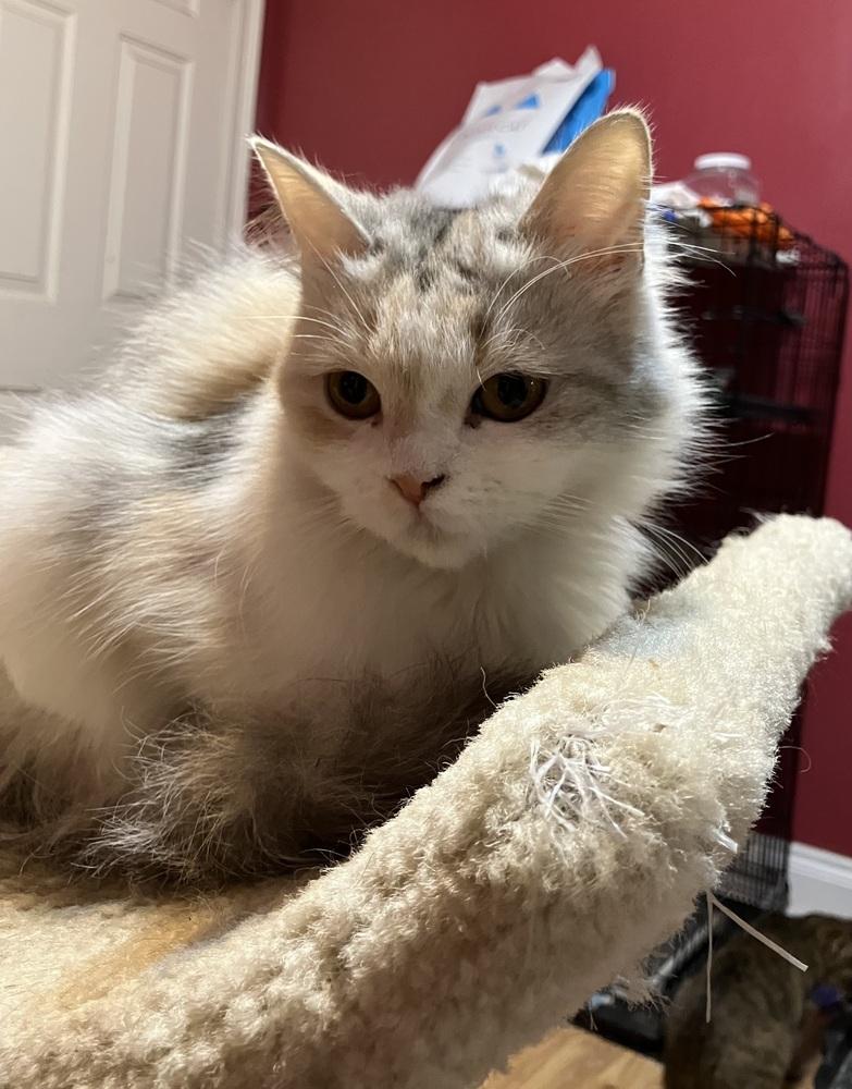 Enlarge Bella, a Adoptable mixed breed in WOLCOTT, CT image 3/6