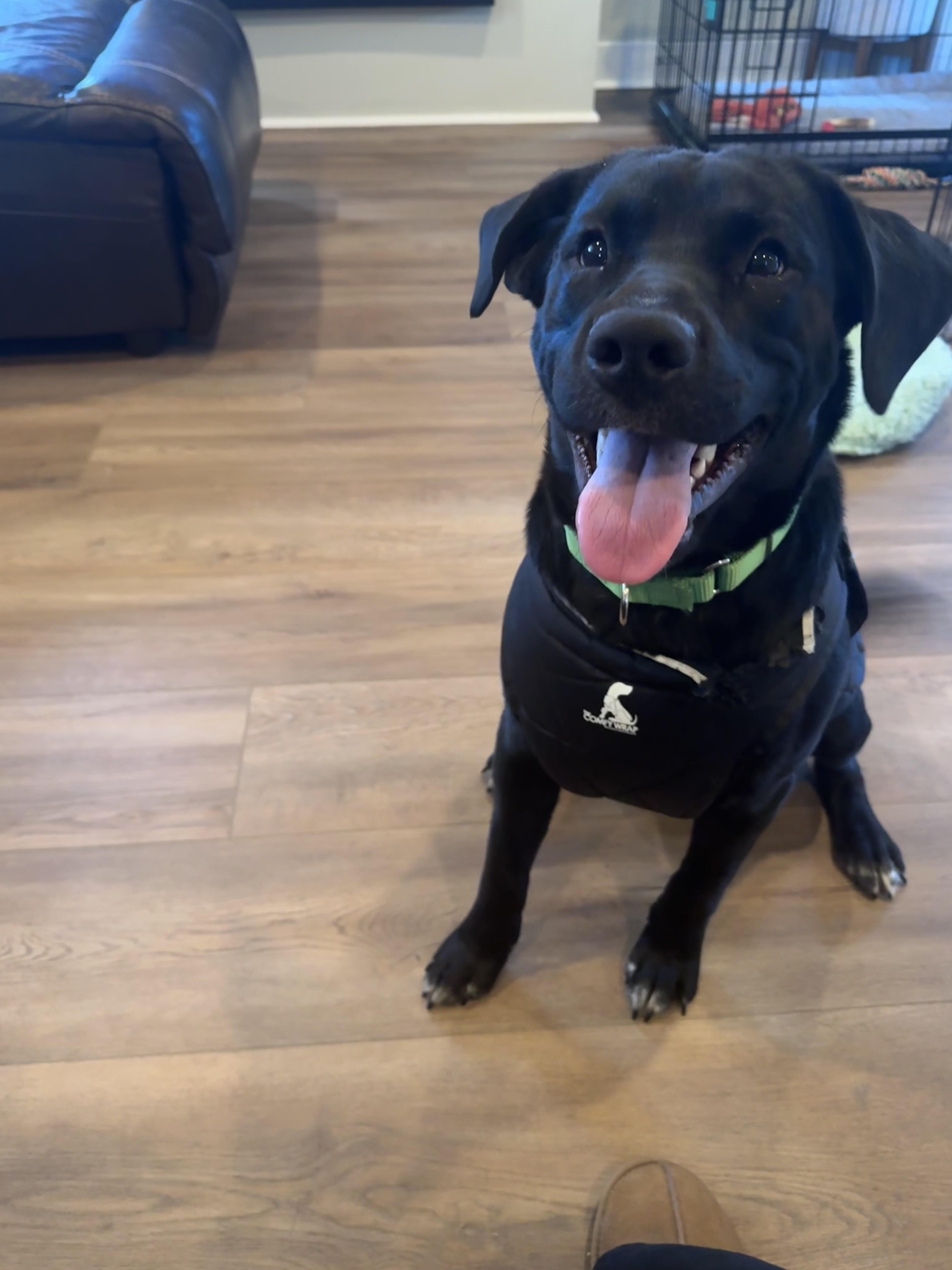 Onyx, ADOPTABLE, Young Male Black Labrador Retriever.
