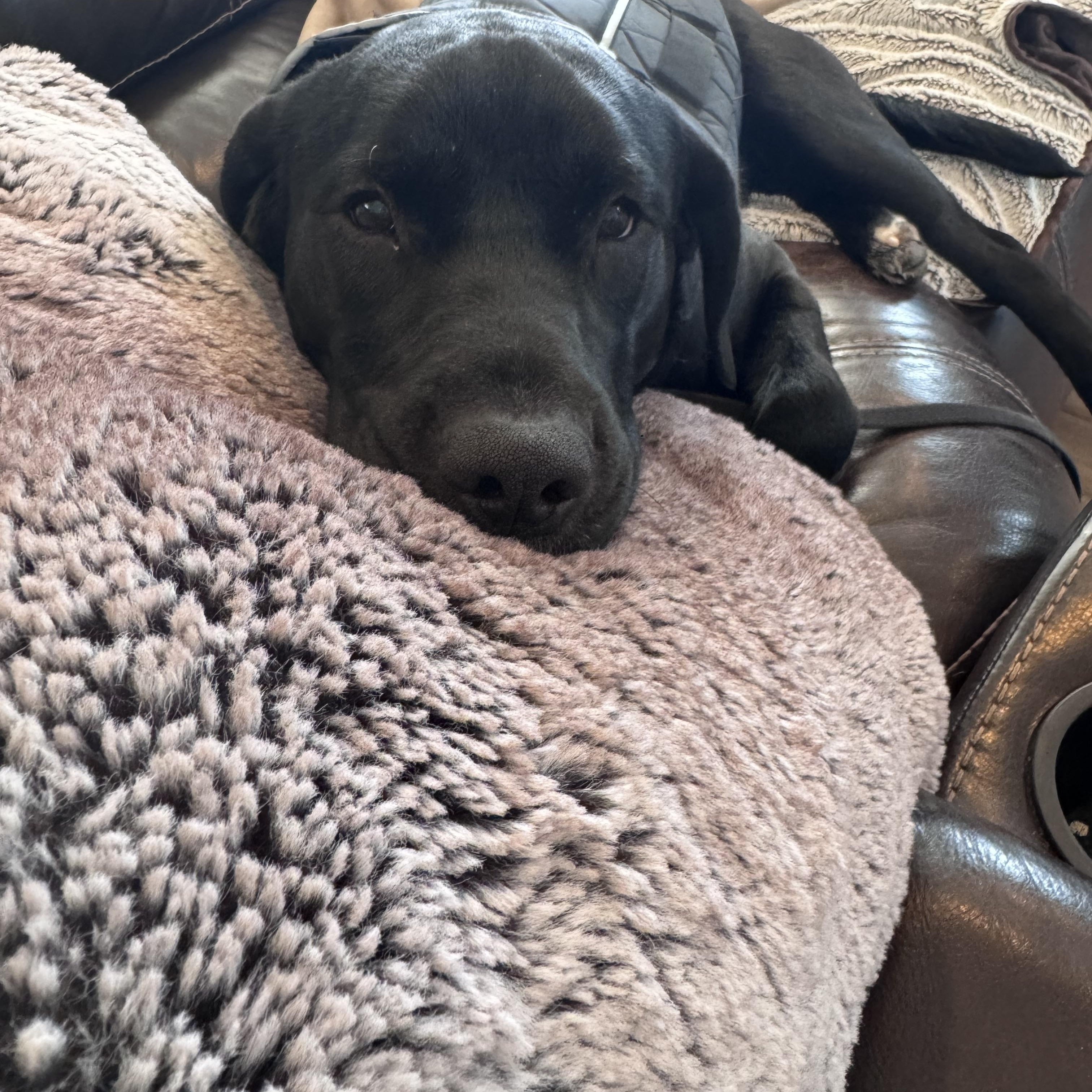 Enlarge Onyx, a ADOPTABLE mixed breed in Medina, OH image 4/5