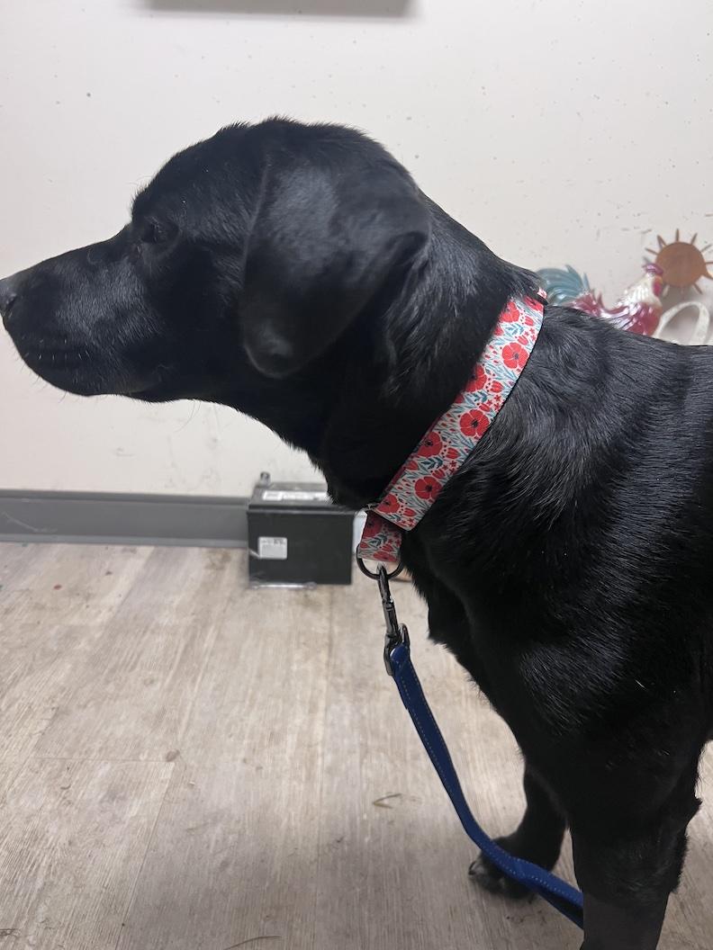 Enlarge Onyx-Not Accepting Applications Yet!, a ADOPTABLE mixed breed in Medina, OH image 3/4