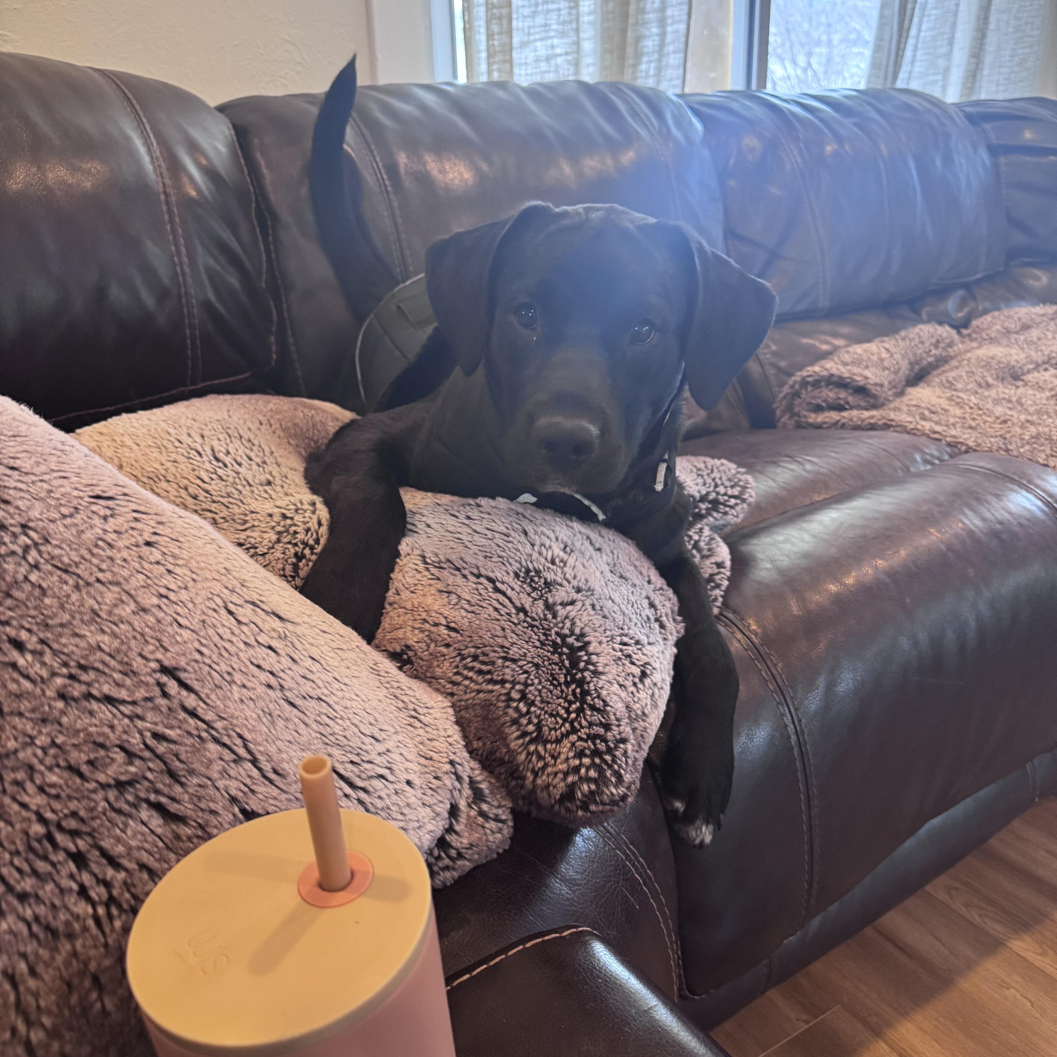 Enlarge Onyx, a ADOPTABLE mixed breed in Medina, OH image 5/5