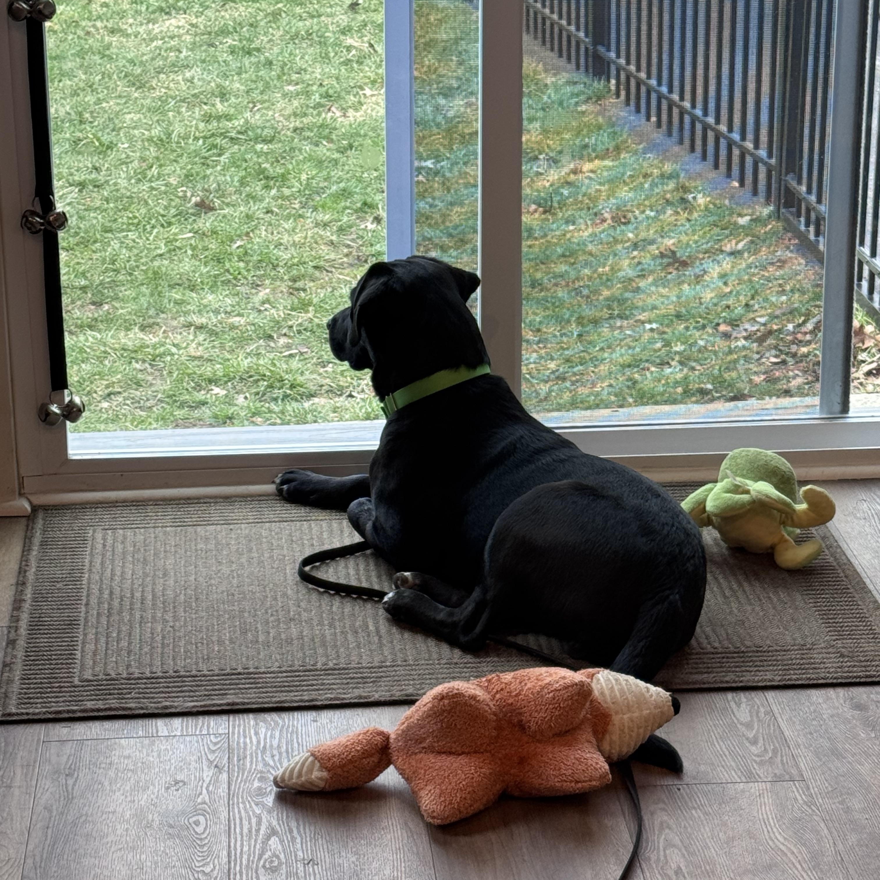 Enlarge Onyx, a ADOPTABLE mixed breed in Medina, OH image 3/5