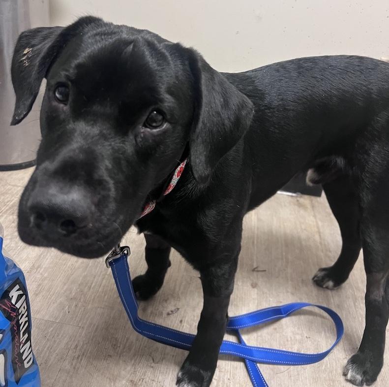 Enlarge Onyx-Not Accepting Applications Yet!, a ADOPTABLE mixed breed in Medina, OH image 1/4