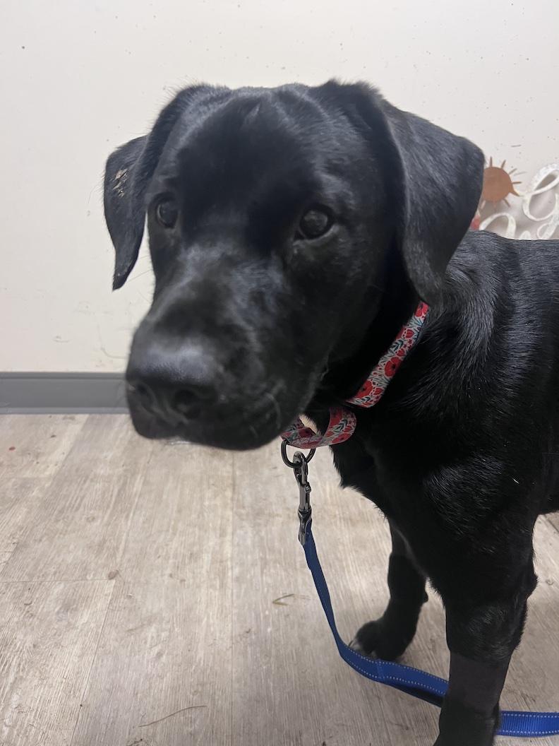 Enlarge Onyx-Not Accepting Applications Yet!, a ADOPTABLE mixed breed in Medina, OH image 2/4