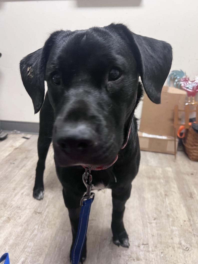 Enlarge Onyx-Not Accepting Applications Yet!, a ADOPTABLE mixed breed in Medina, OH image 4/4