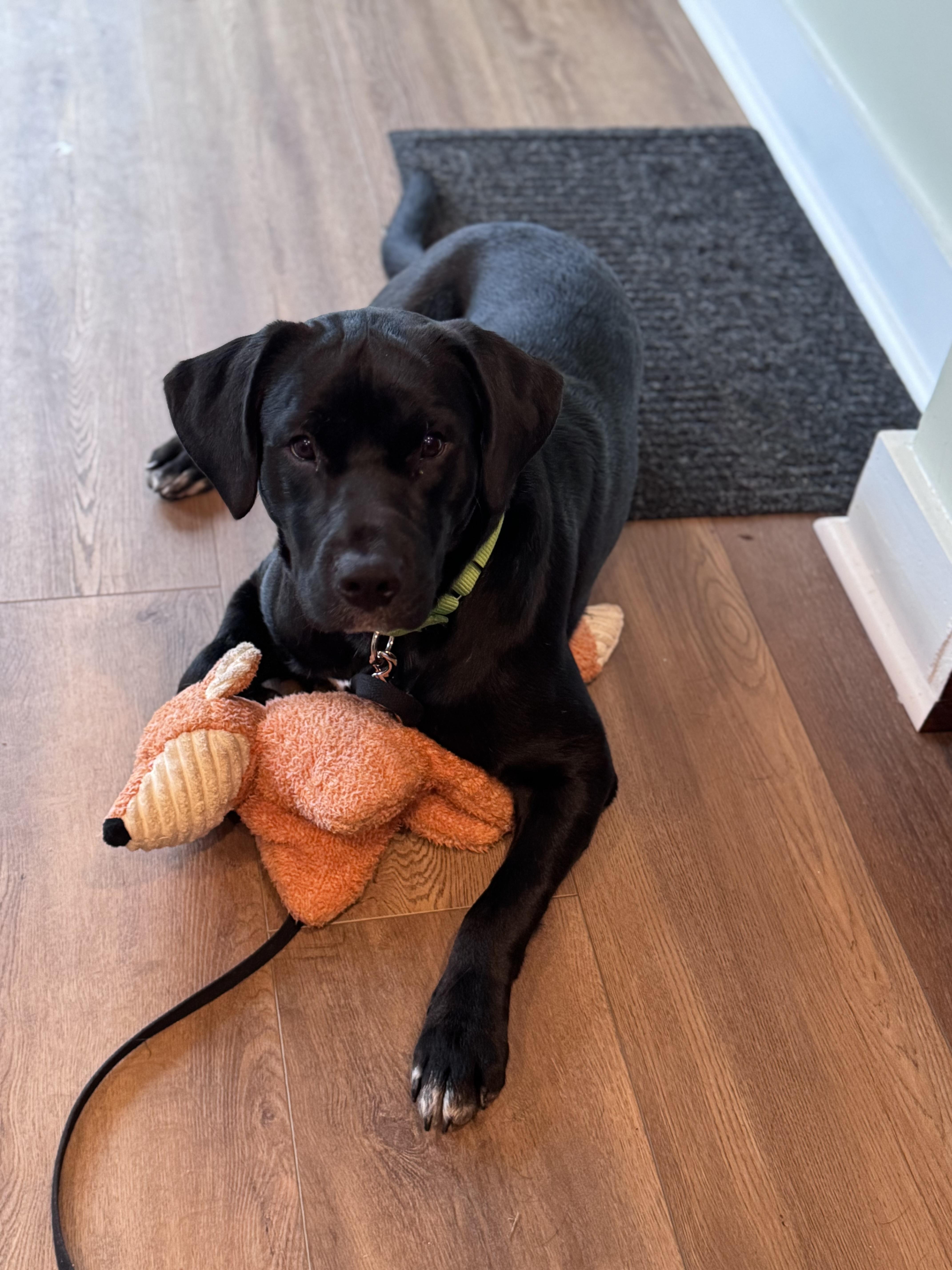 Enlarge Onyx, a ADOPTABLE mixed breed in Medina, OH image 2/5