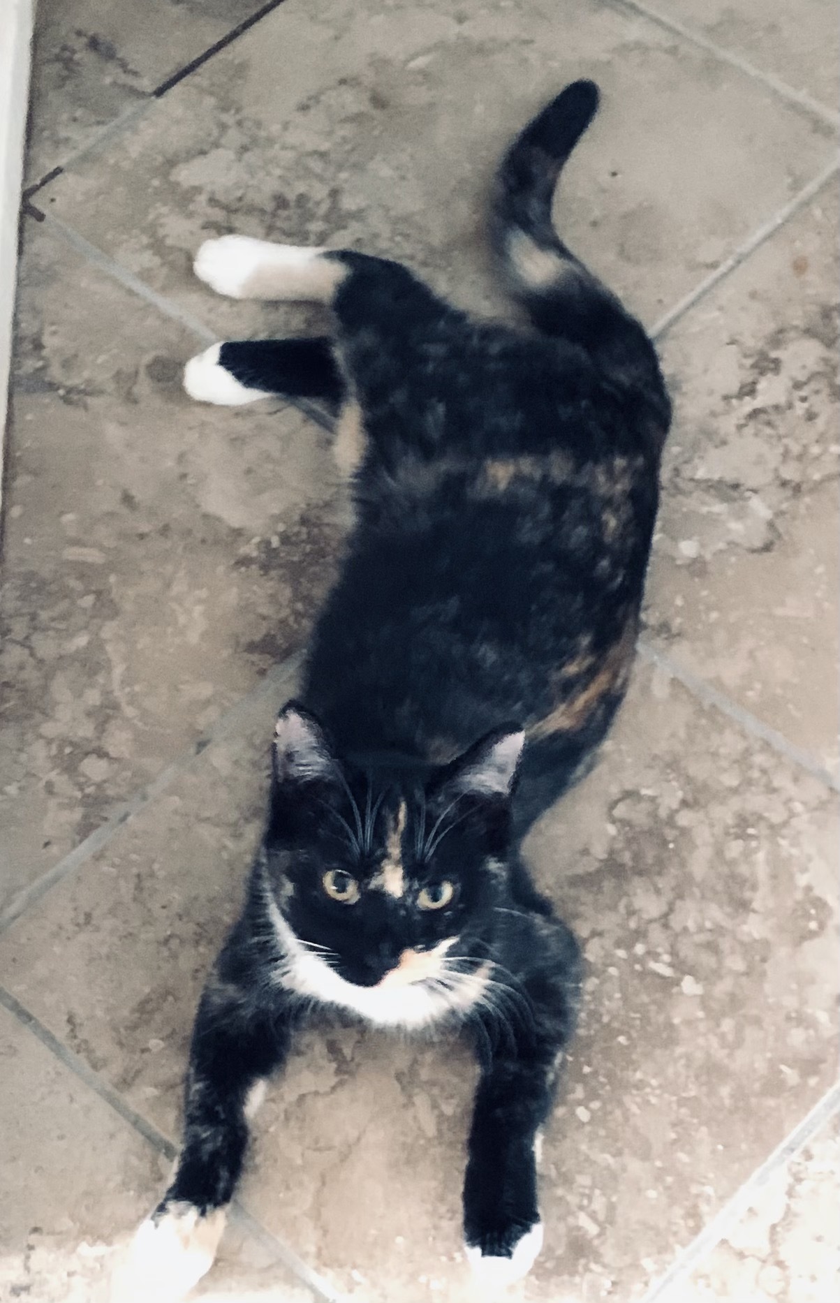 Pipsqueak , Adoptable, Young Female Tortoiseshell & Domestic Short Hair.