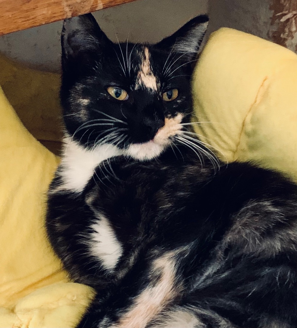 Pipsqueak , a Adoptable mixed breed in Anaheim, CA image 2/4