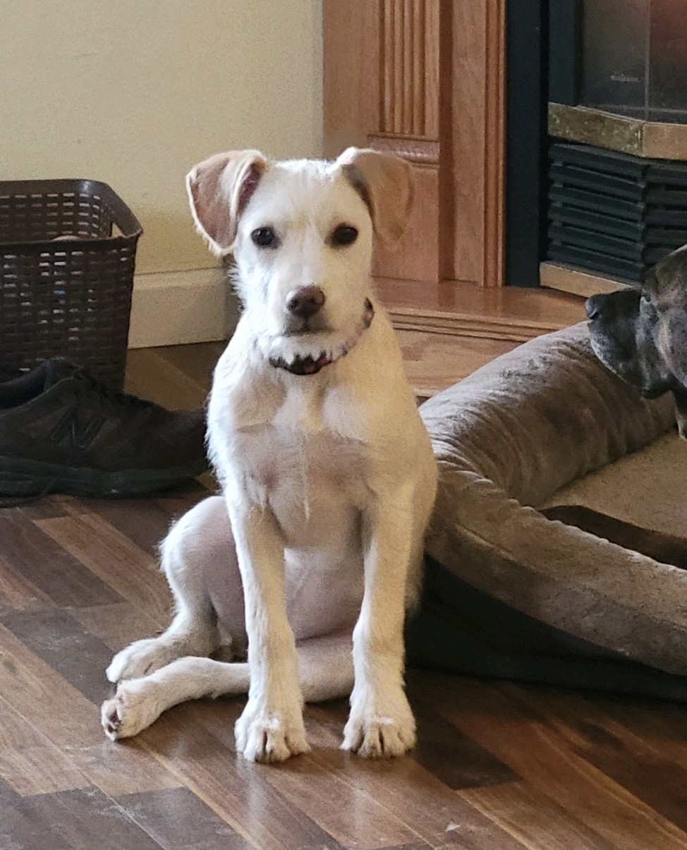 Dog for adoption Mya, a Pit Bull Terrier & Miniature Schnauzer Mix in